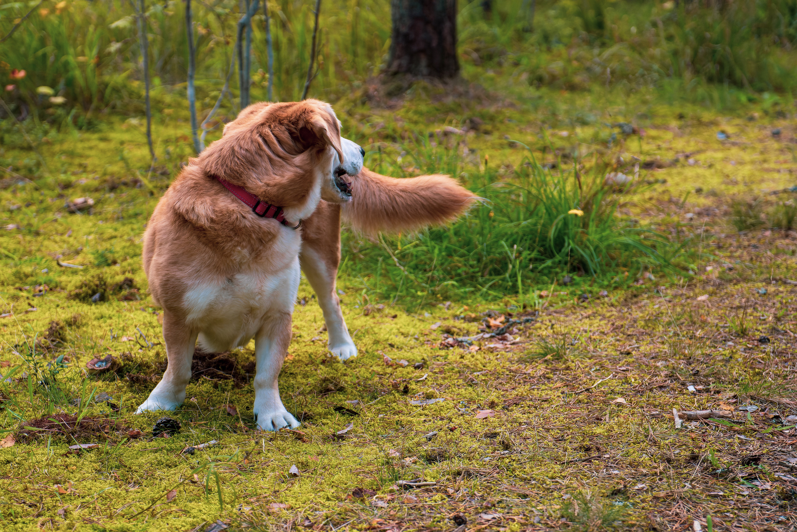 Koera Jalutamine. Nebula 25 — Fotod teie hingele