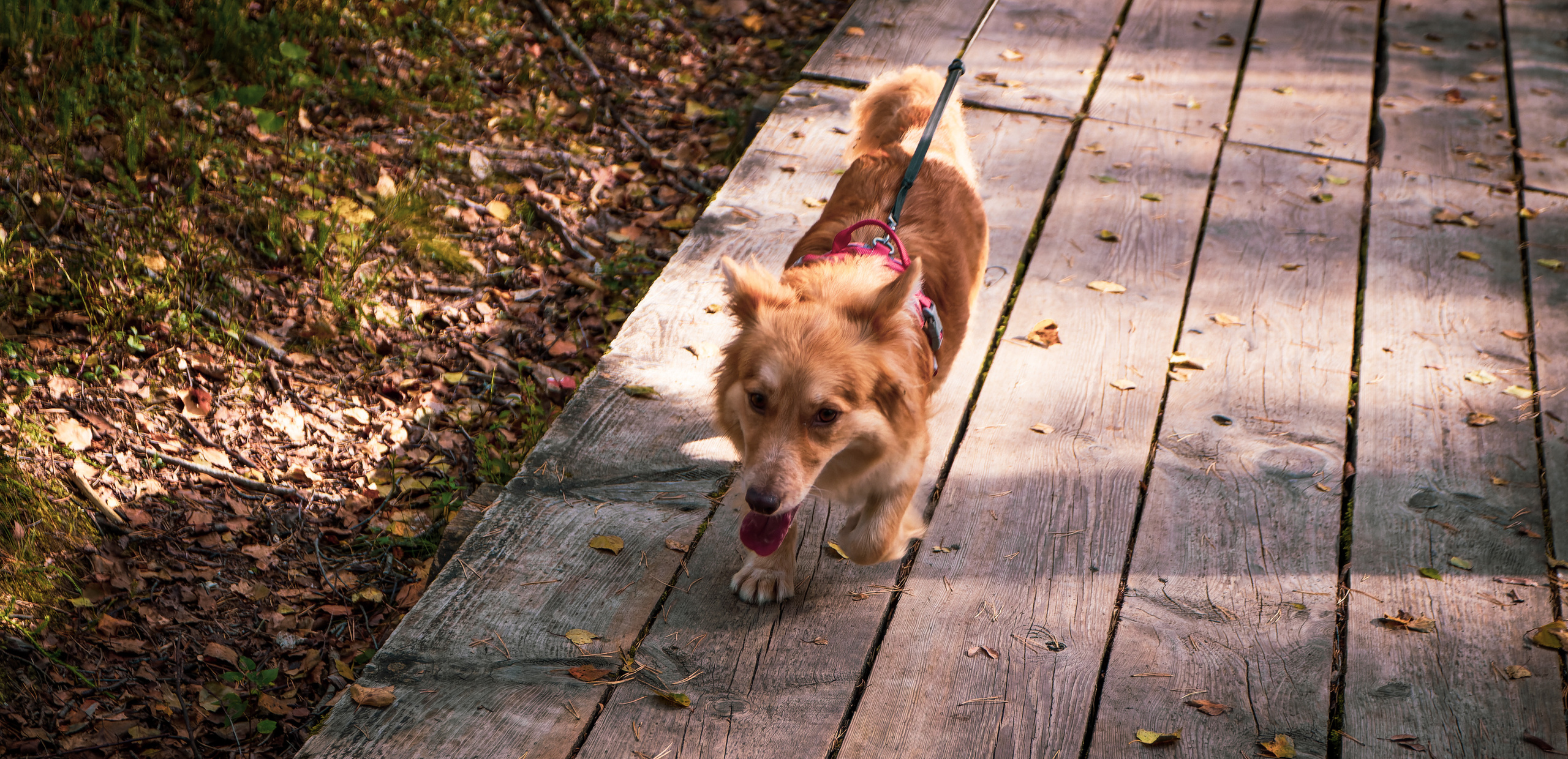 Koera Jalutamine. Nebula 25 — Fotod teie hingele