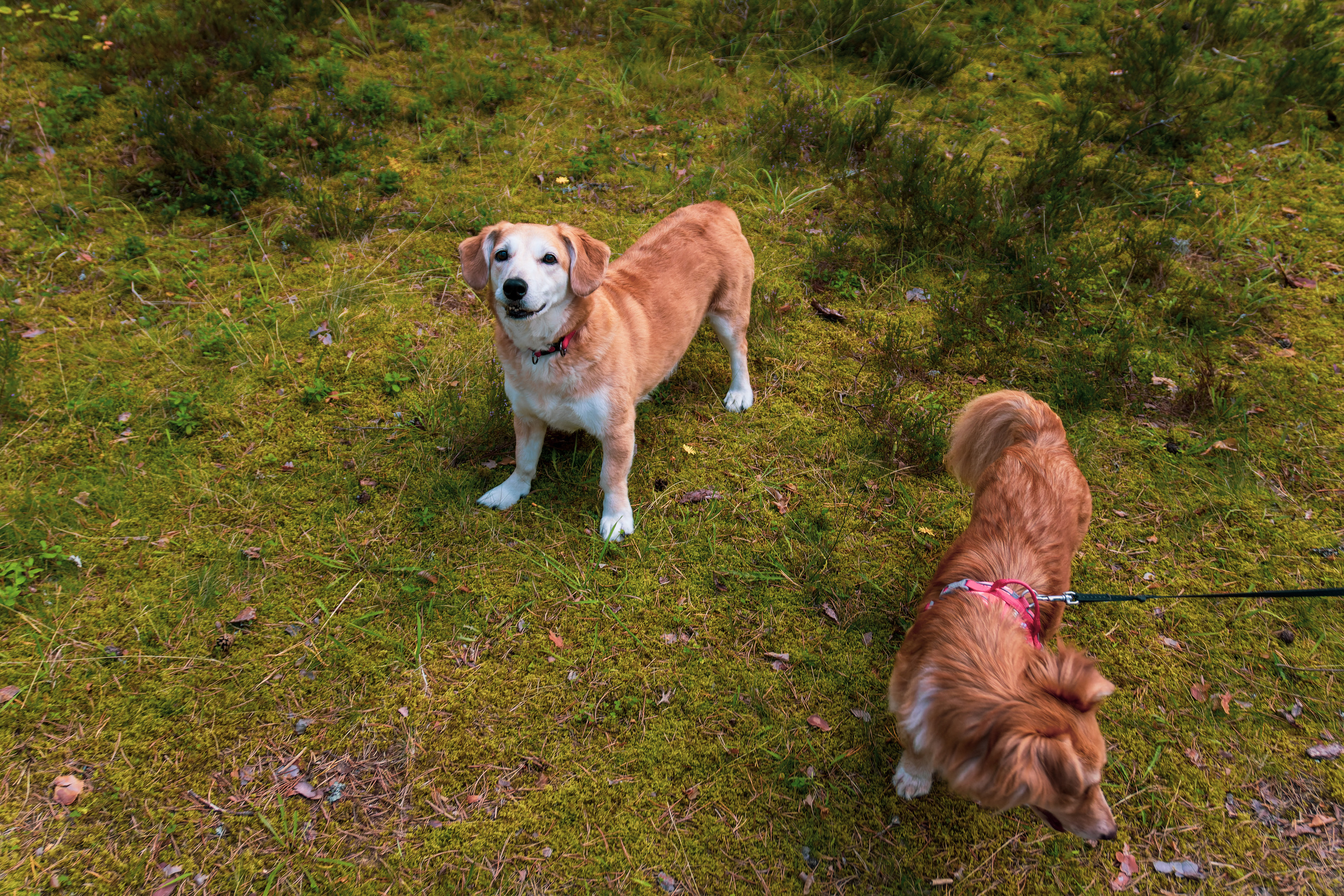 Koera Jalutamine. Nebula 25 — Fotod teie hingele