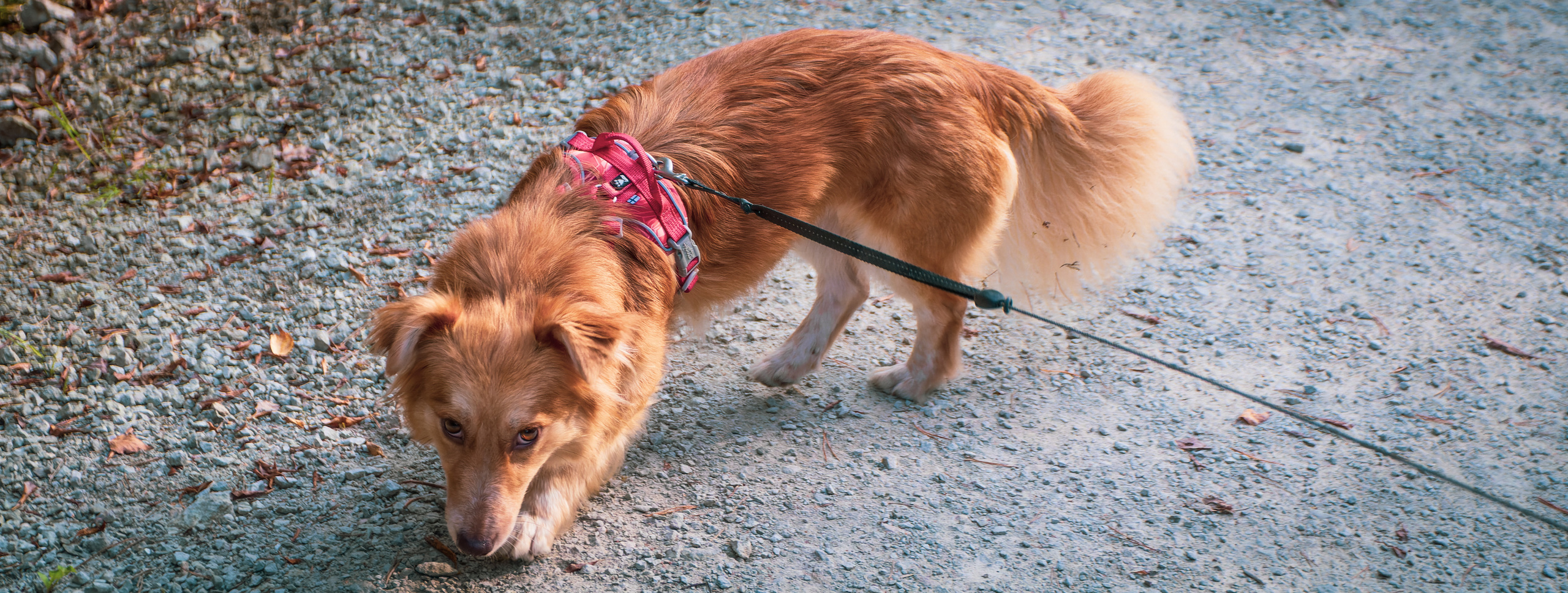 Koera Jalutamine. Nebula 25 — Fotod teie hingele