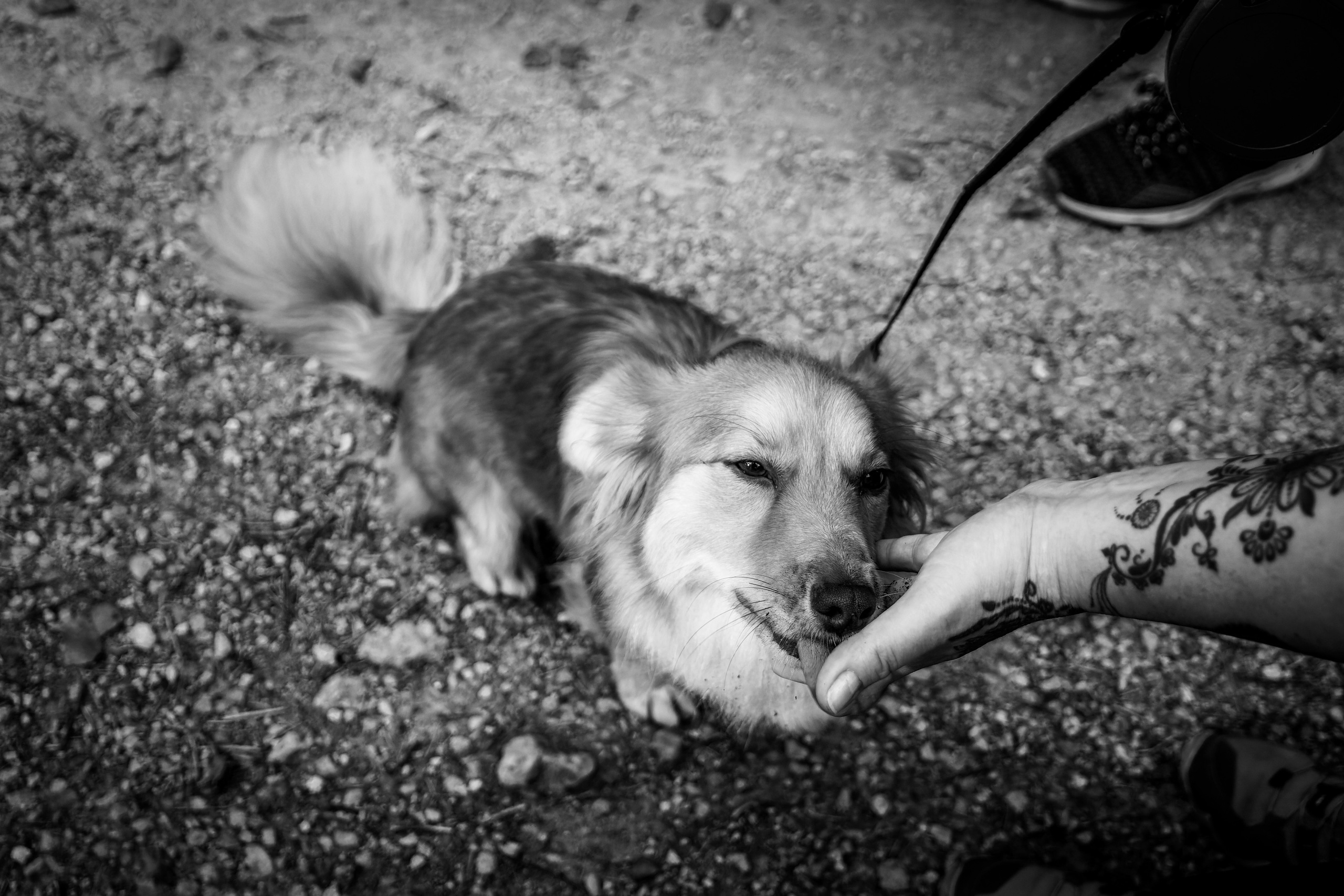 Koera Jalutamine. Nebula 25 — Fotod teie hingele