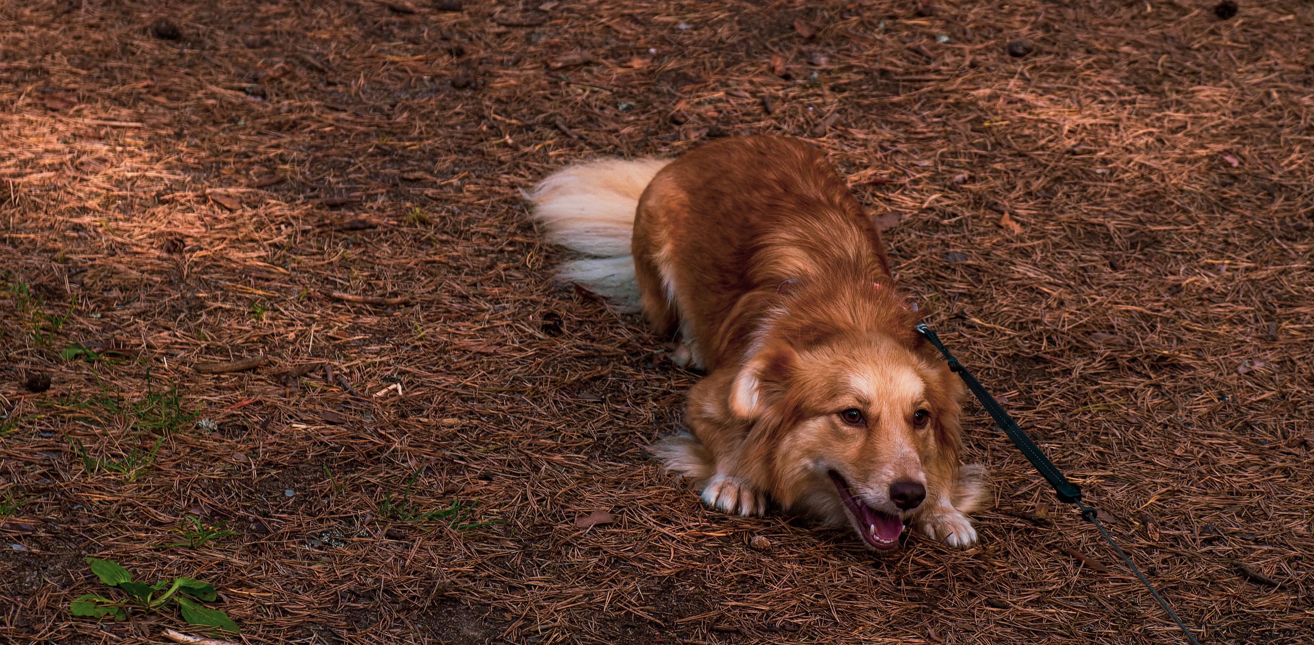 Koera Jalutamine. Nebula 25 — Fotod teie hingele