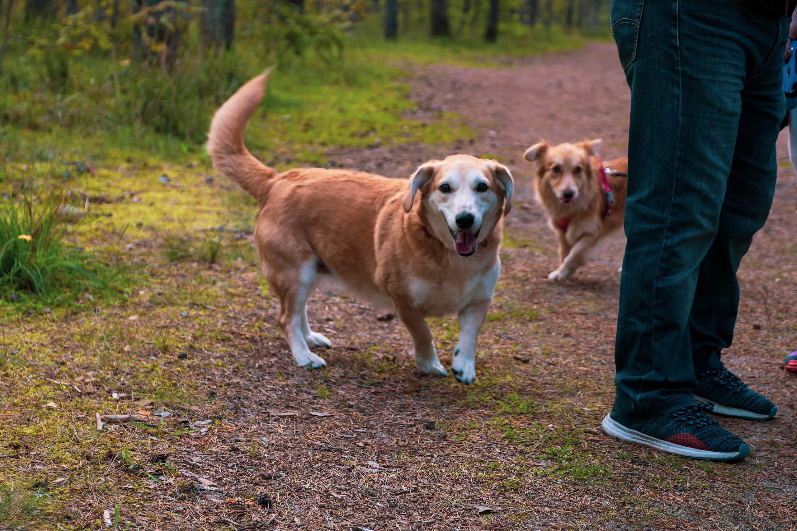 Koera Jalutamine. Nebula 25 — Fotod teie hingele