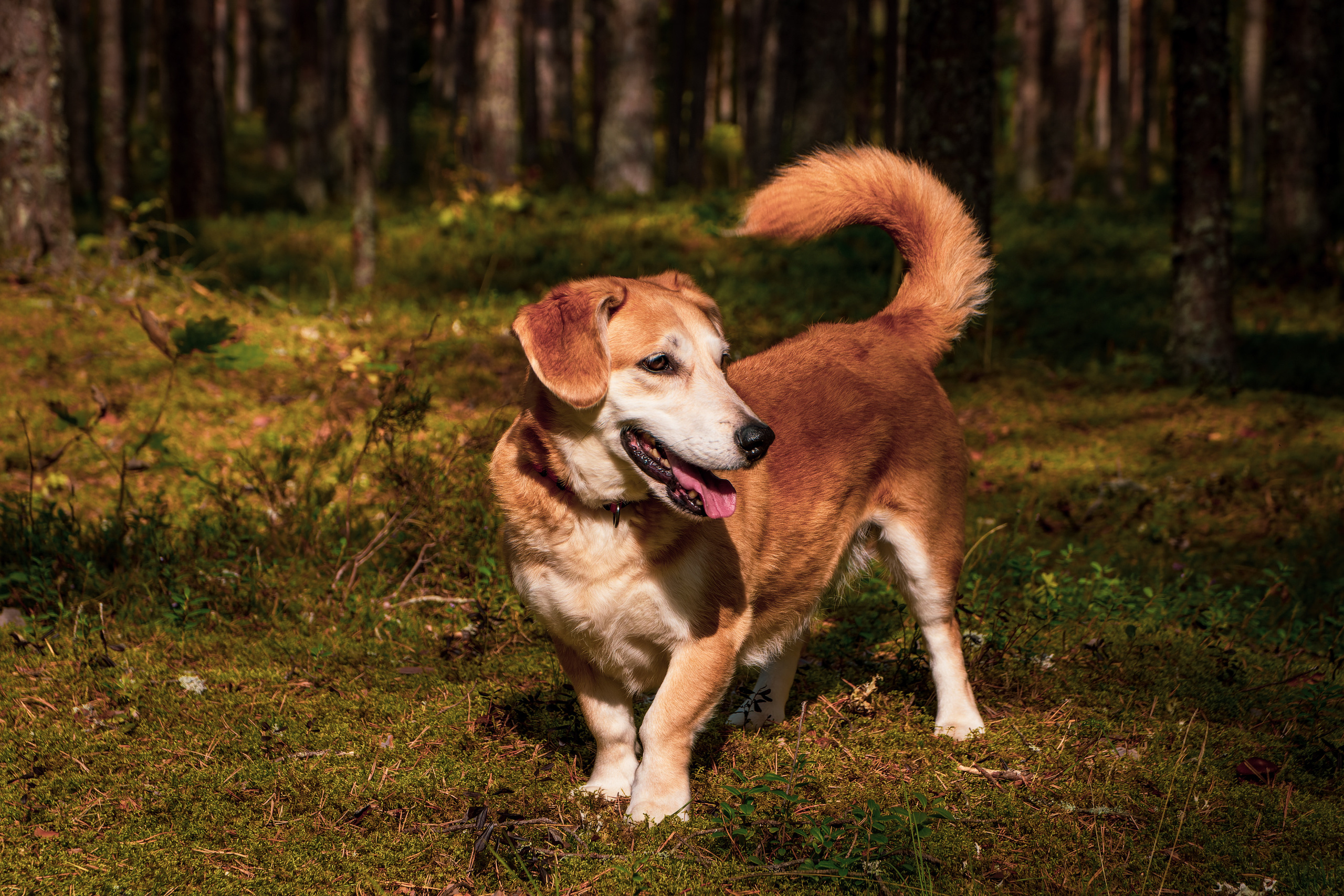 Koera Jalutamine. Nebula 25 — Fotod teie hingele