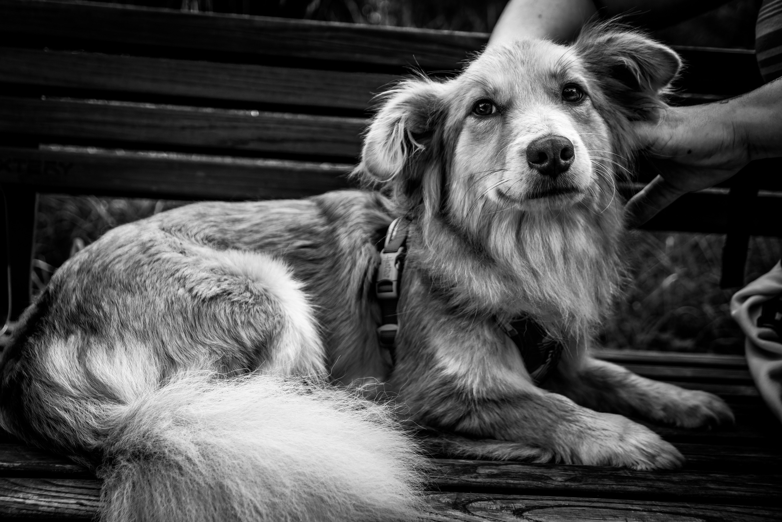 Koera Jalutamine. Nebula 25 — Fotod teie hingele