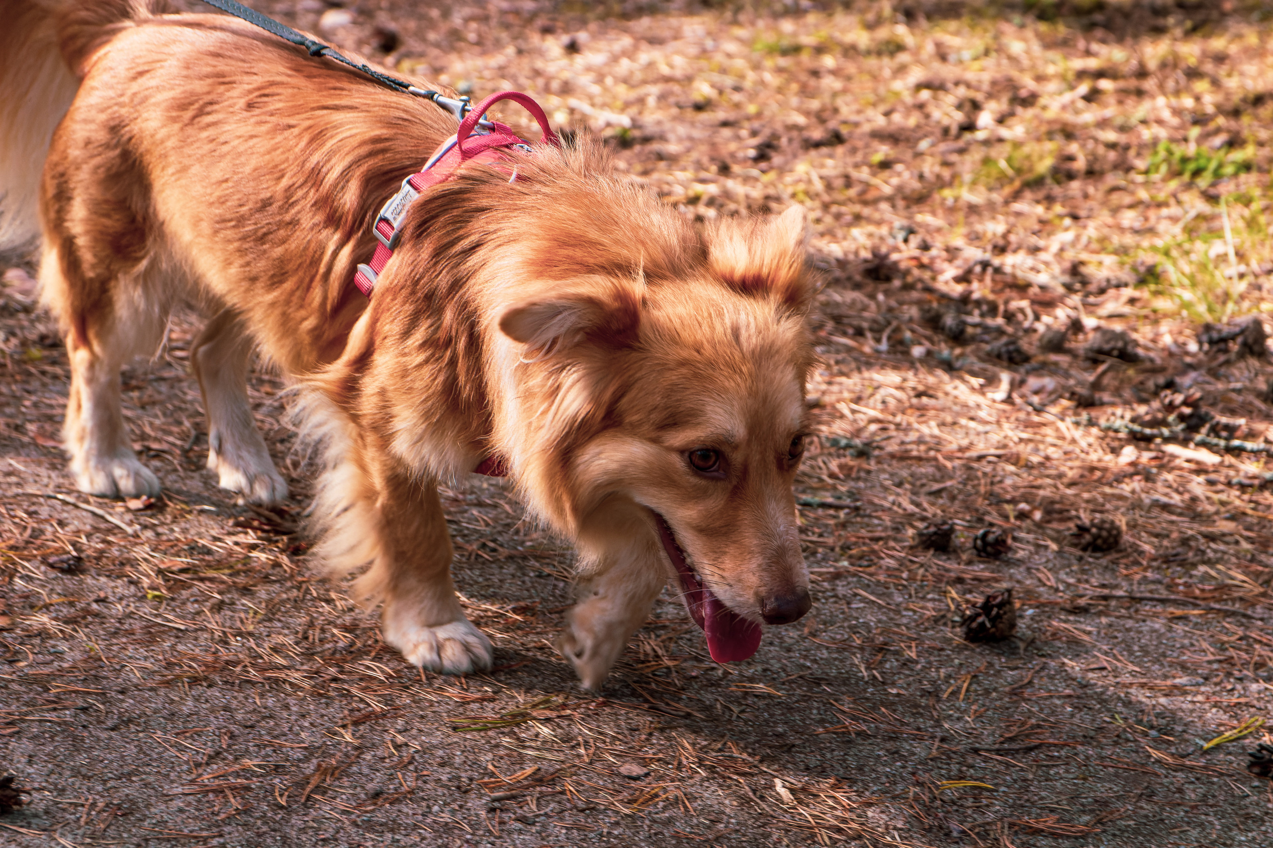 Koera Jalutamine. Nebula 25 — Fotod teie hingele