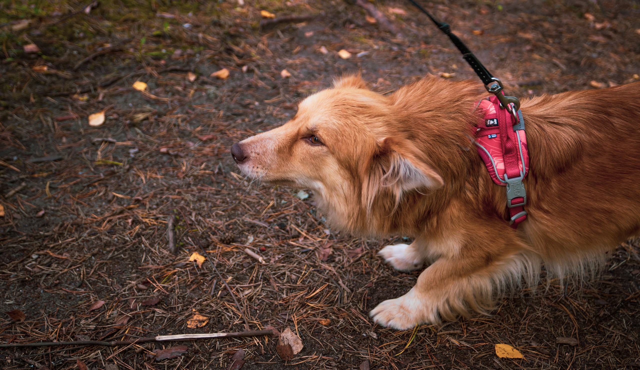 Koera Jalutamine. Nebula 25 — Fotod teie hingele
