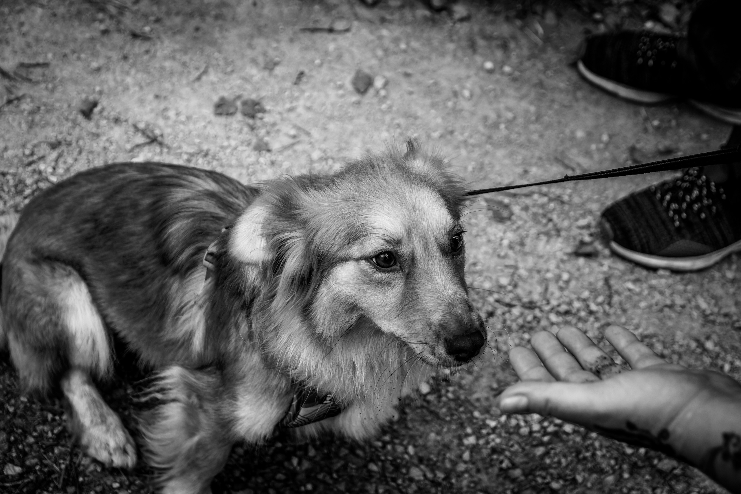 Koera Jalutamine. Nebula 25 — Fotod teie hingele