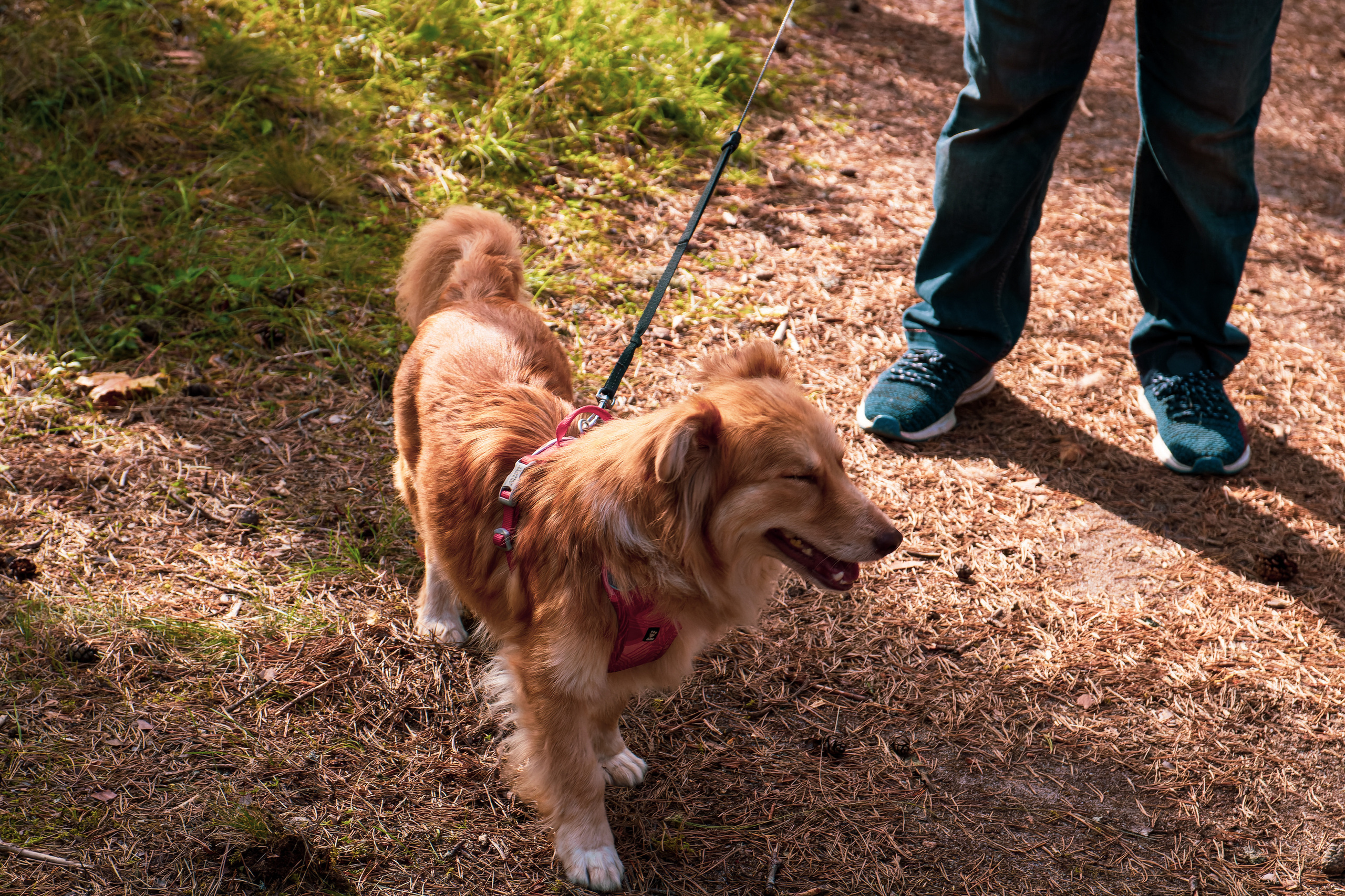Koera Jalutamine. Nebula 25 — Fotod teie hingele