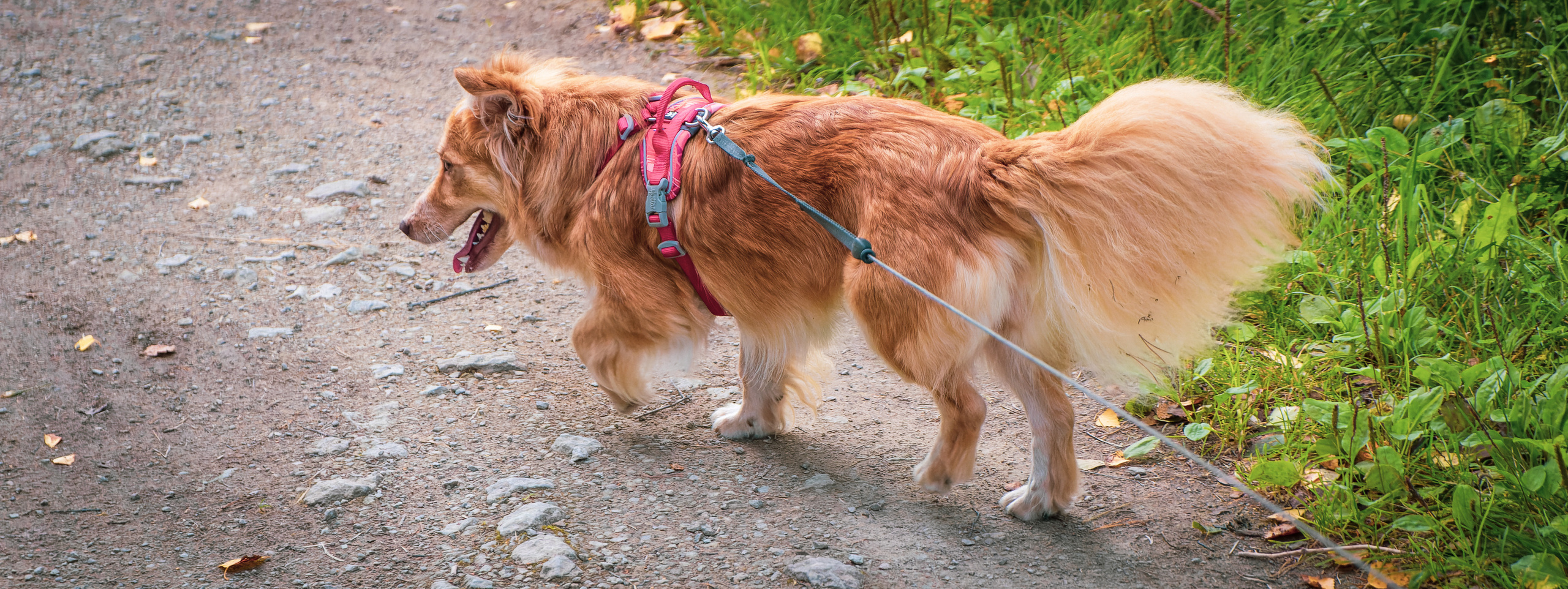 Koera Jalutamine. Nebula 25 — Fotod teie hingele