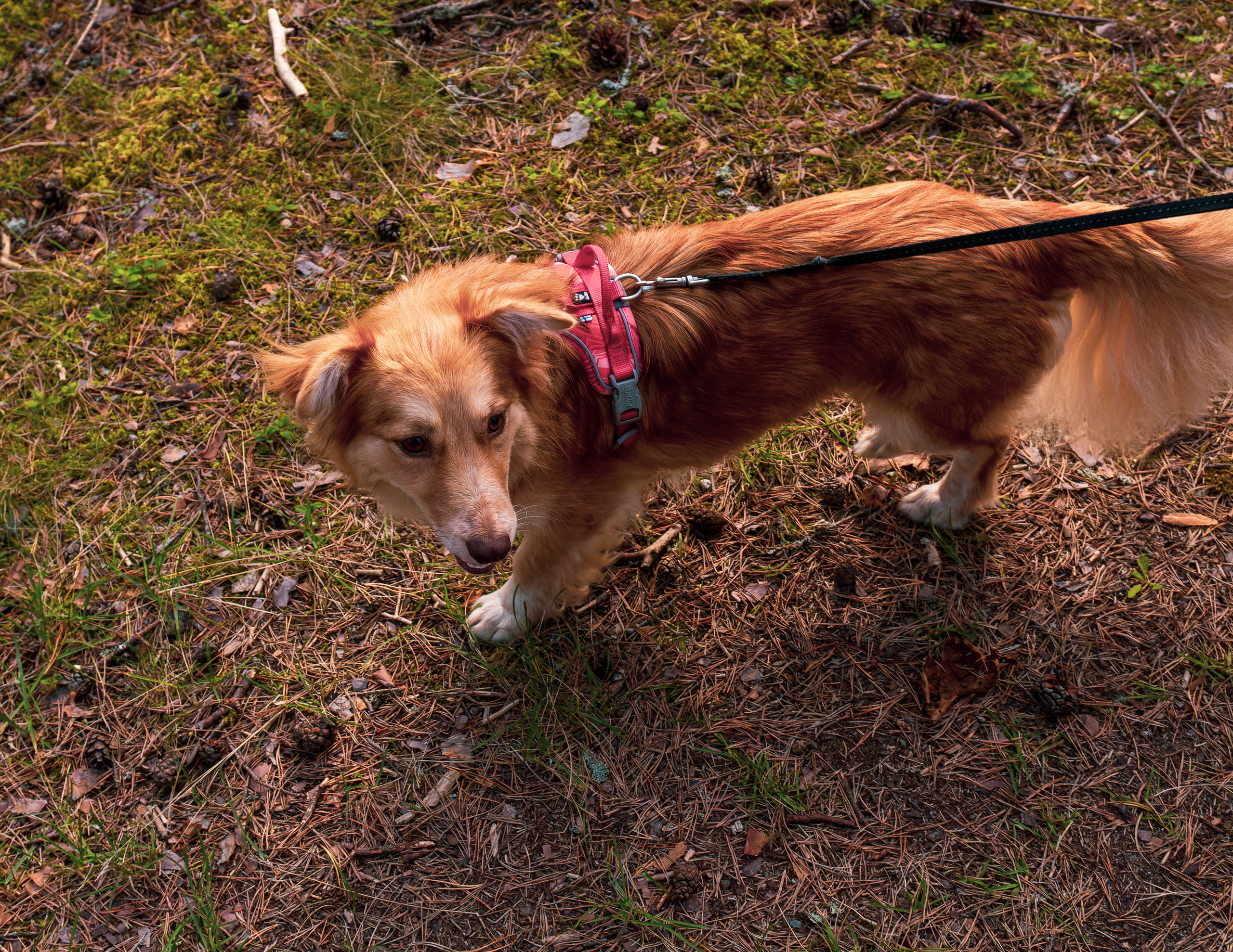 Koera Jalutamine. Nebula 25 — Fotod teie hingele