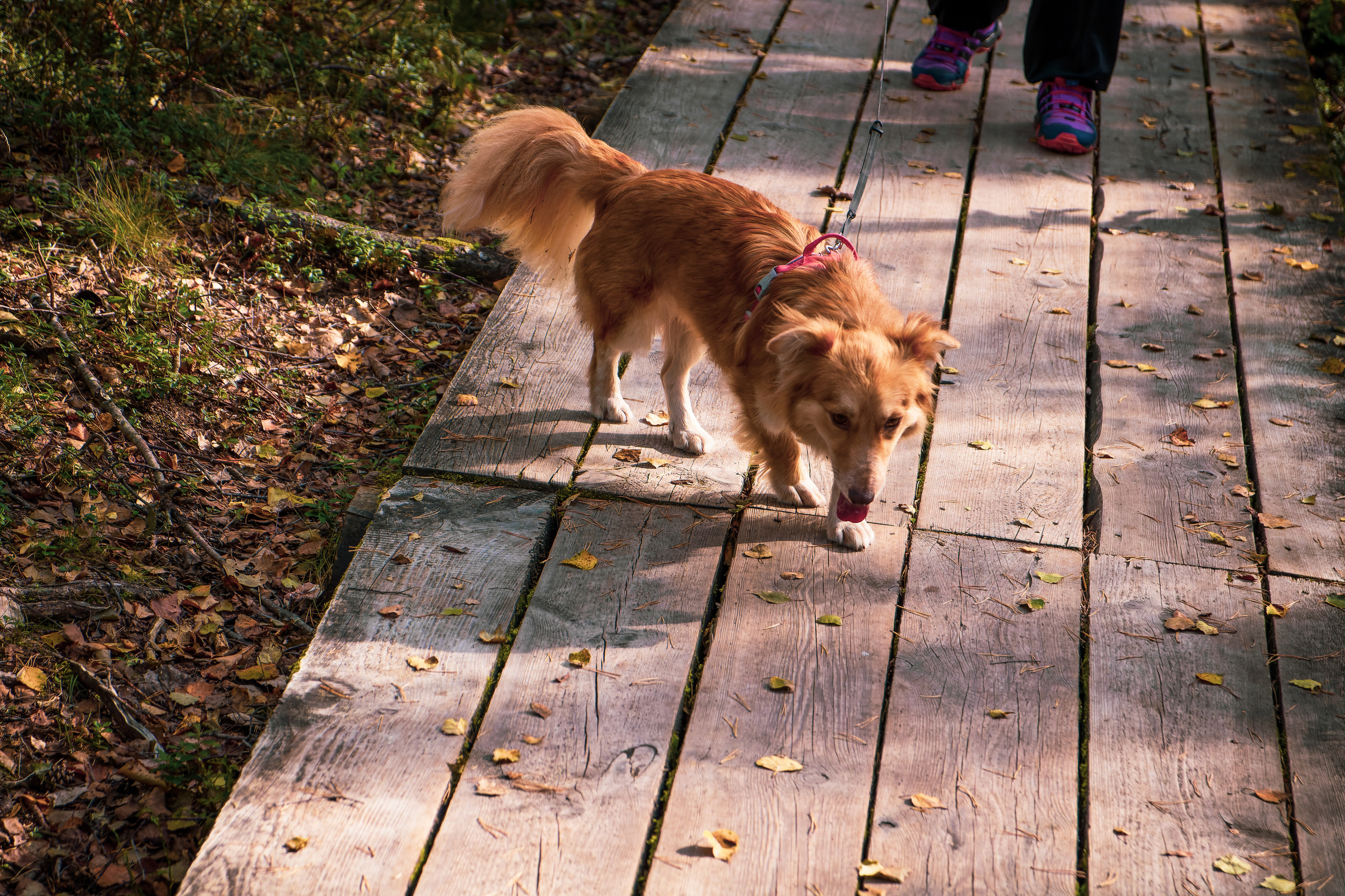 Koera Jalutamine. Nebula 25 — Fotod teie hingele