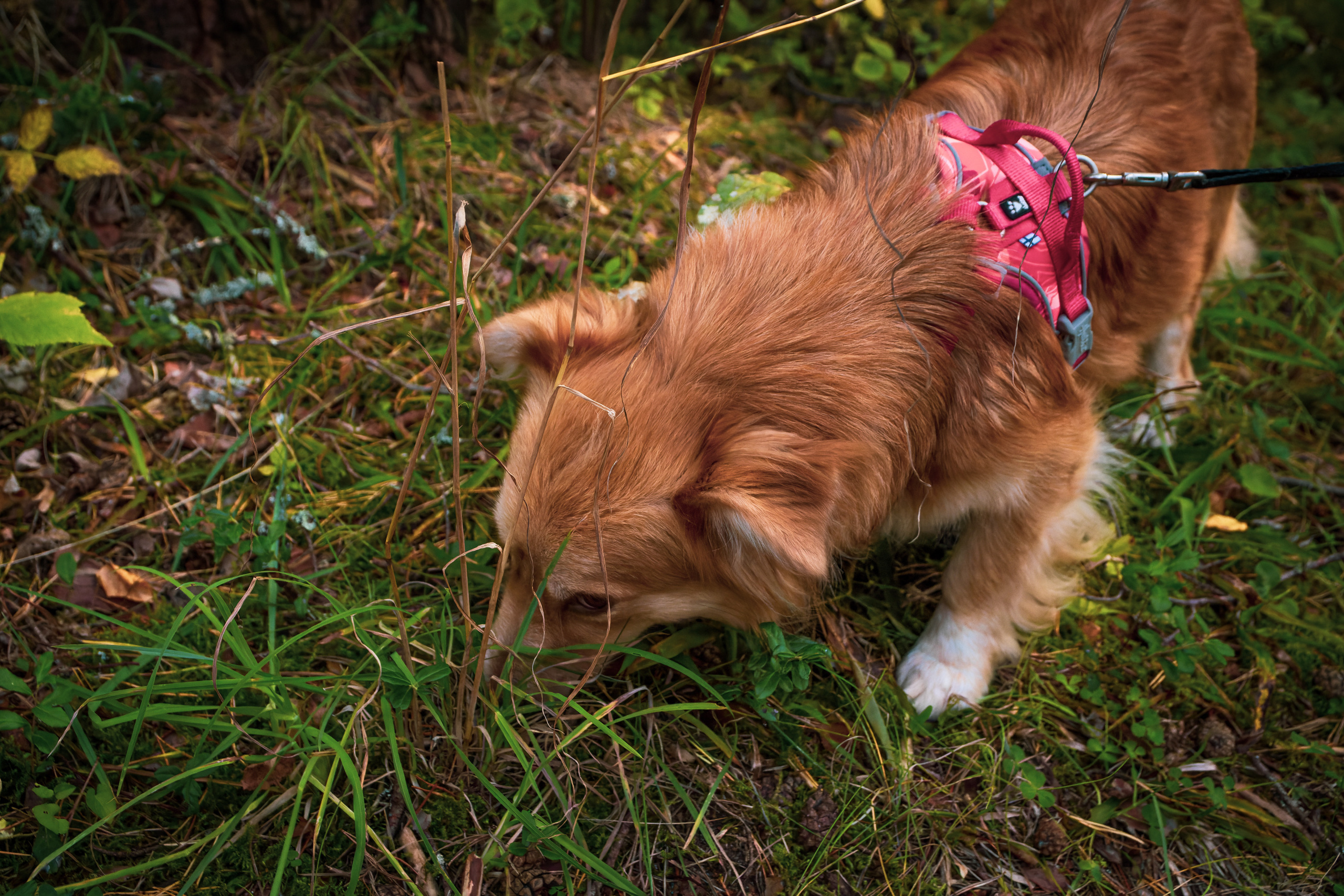 Koera Jalutamine. Nebula 25 — Fotod teie hingele