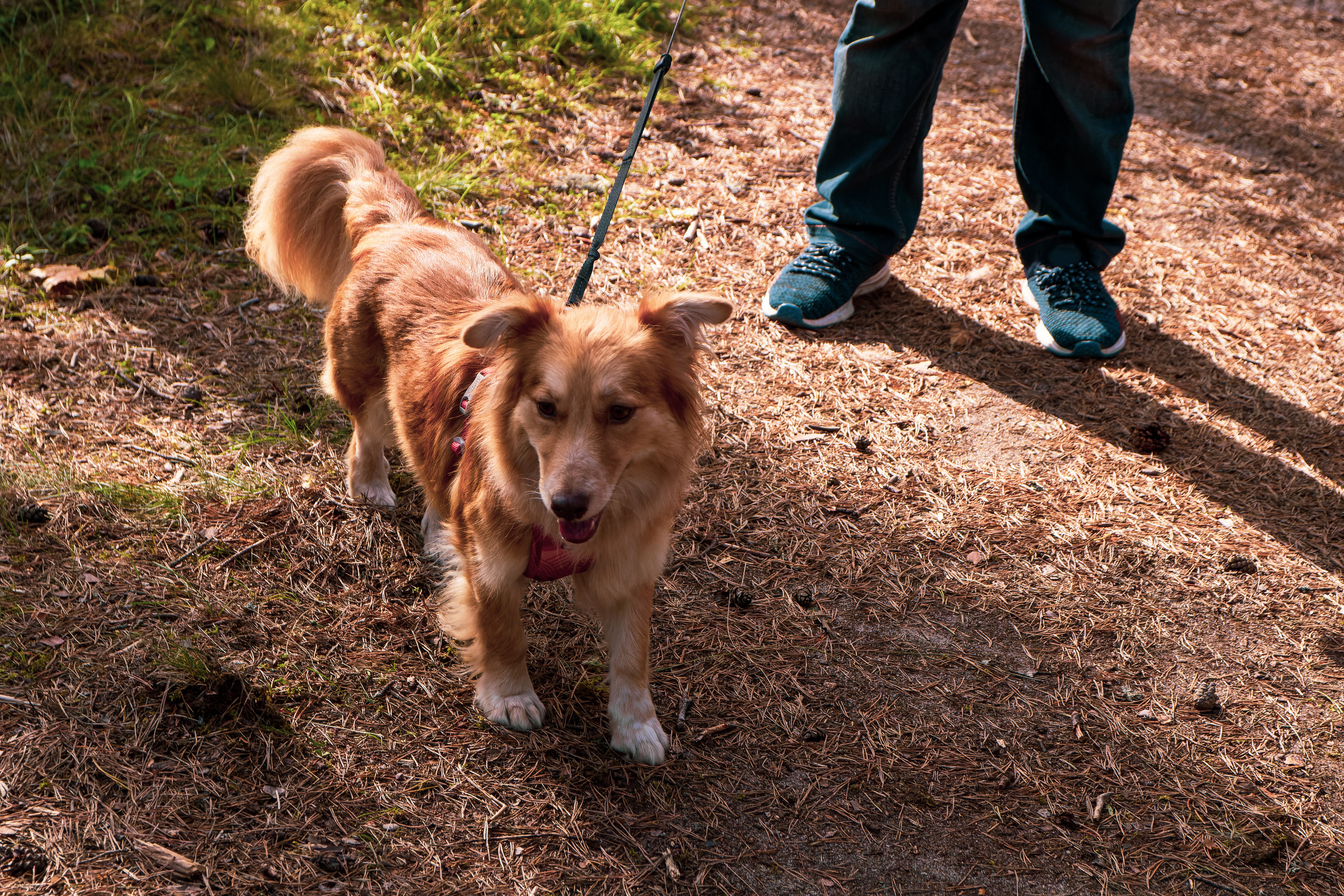 Koera Jalutamine. Nebula 25 — Fotod teie hingele