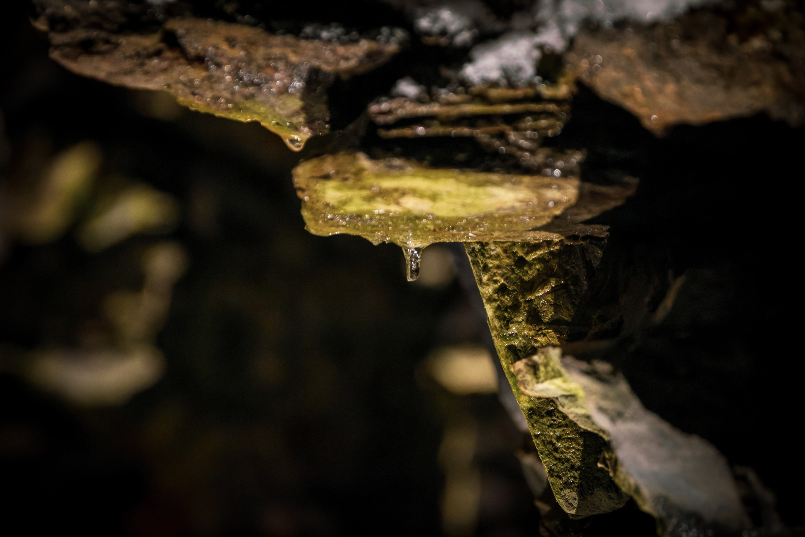 Pimeda metsa jalutamine (Stasja). Nebula 25 — Fotod teie hingele