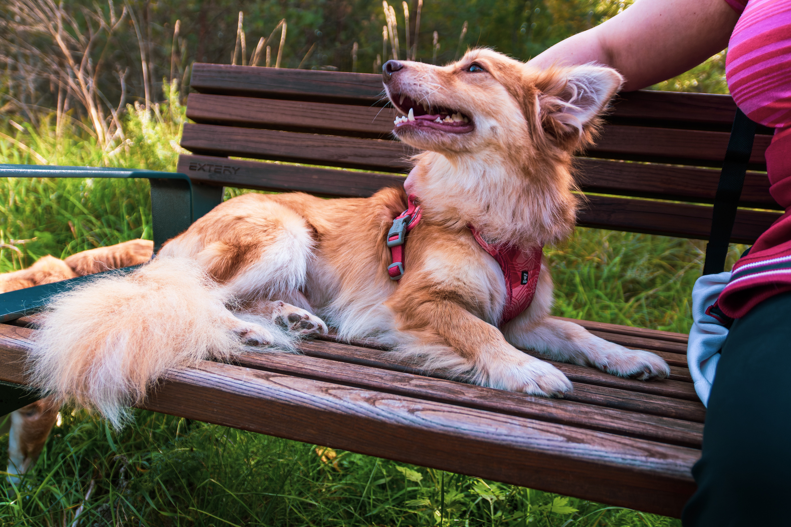 Koera Jalutamine. Nebula 25 — Fotod teie hingele