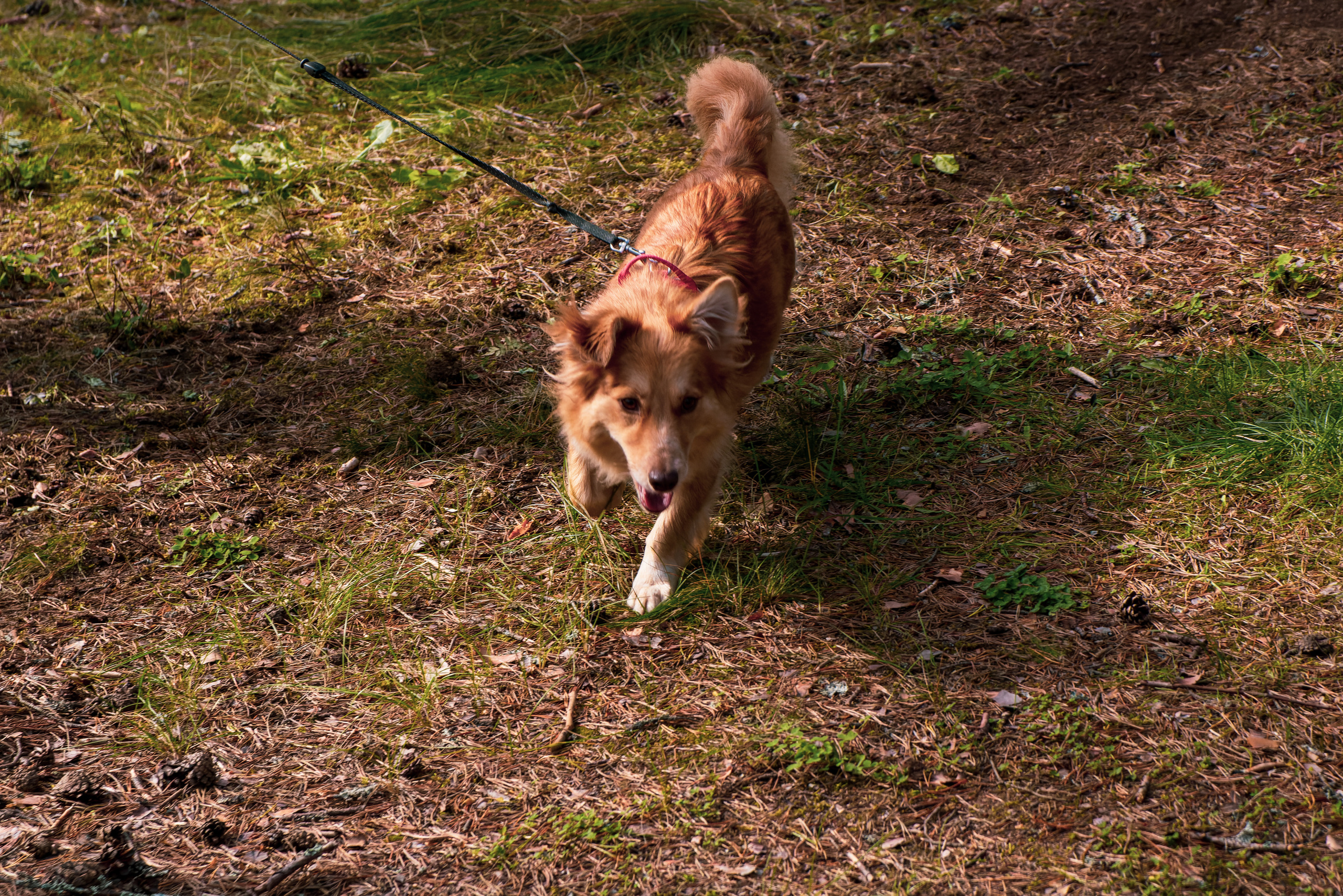 Koera Jalutamine. Nebula 25 — Fotod teie hingele
