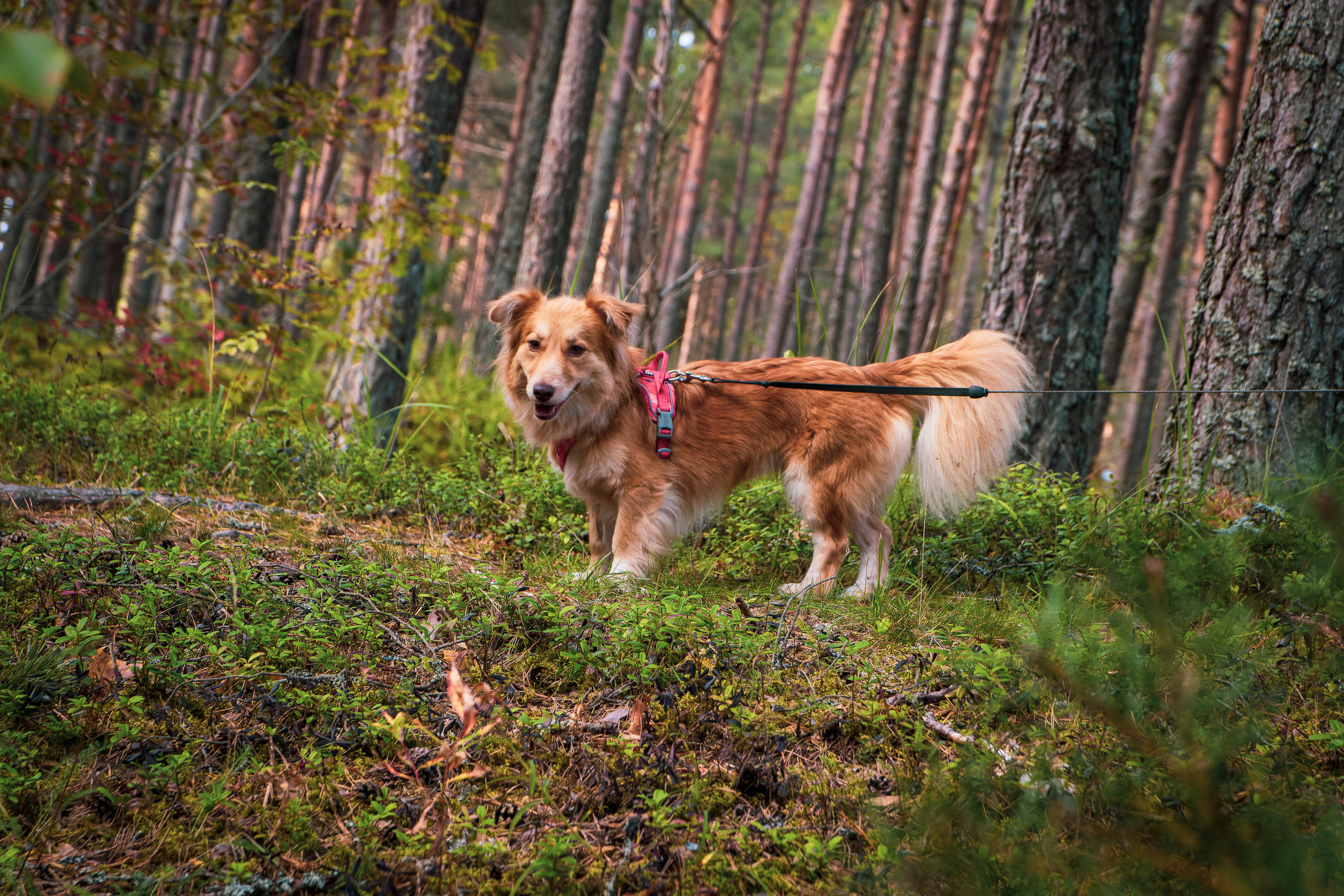 Koera Jalutamine. Nebula 25 — Fotod teie hingele
