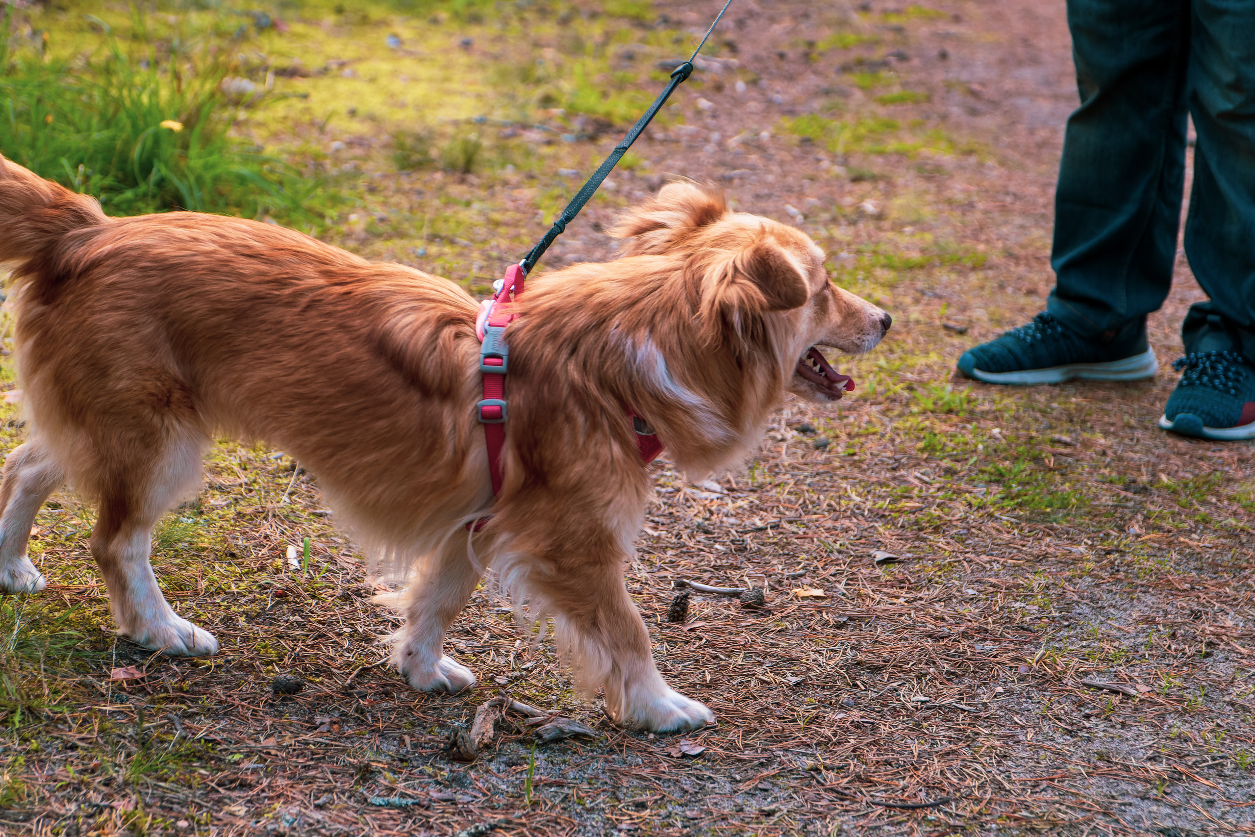 Koera Jalutamine. Nebula 25 — Fotod teie hingele