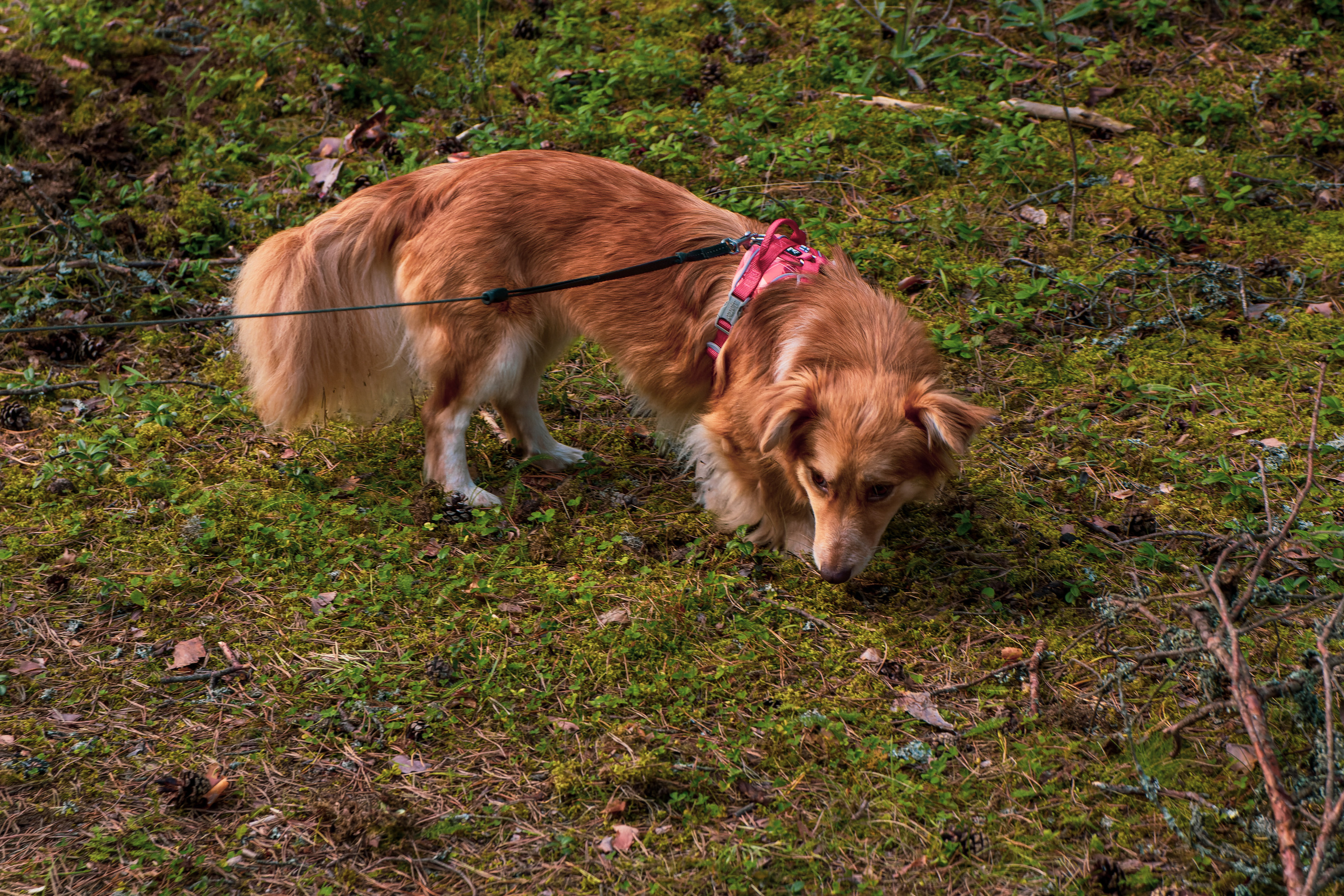 Koera Jalutamine. Nebula 25 — Fotod teie hingele