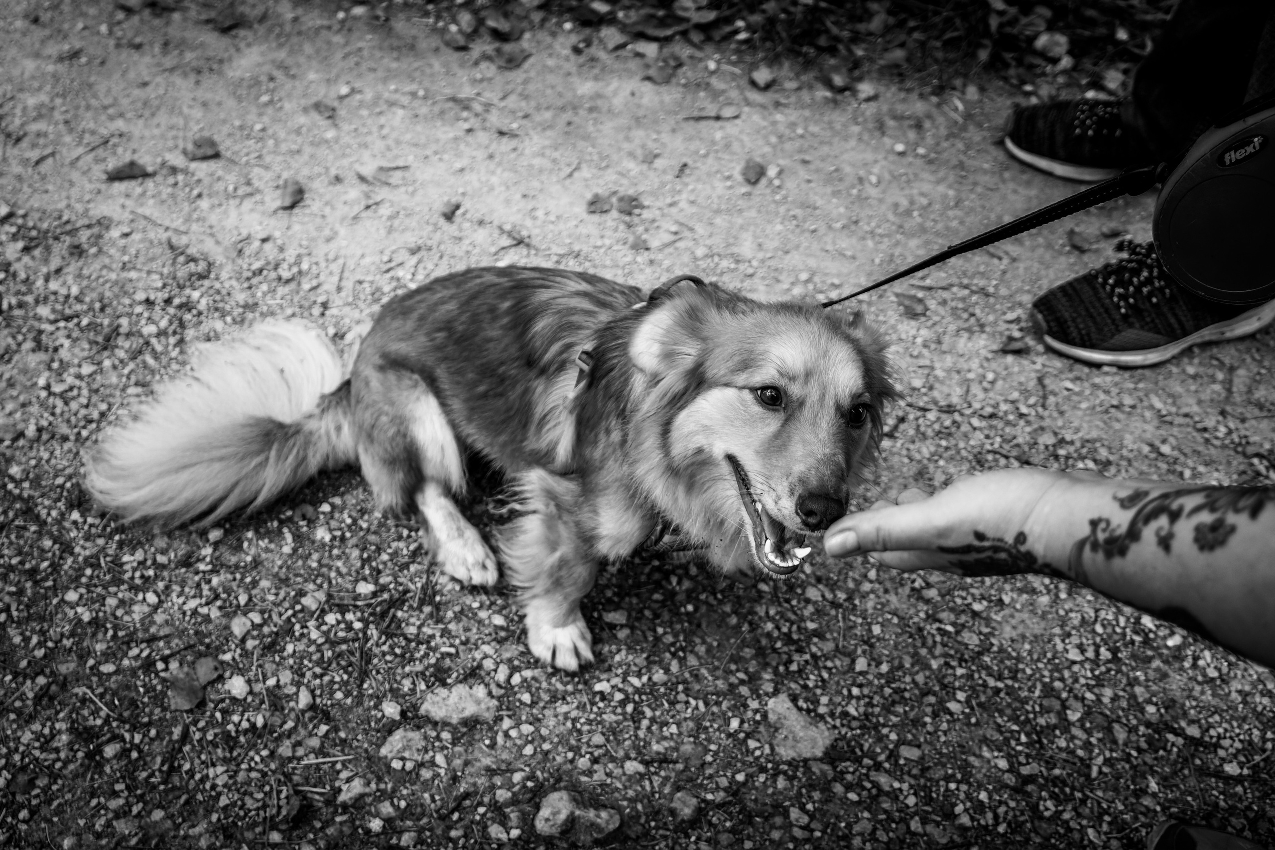 Koera Jalutamine. Nebula 25 — Fotod teie hingele