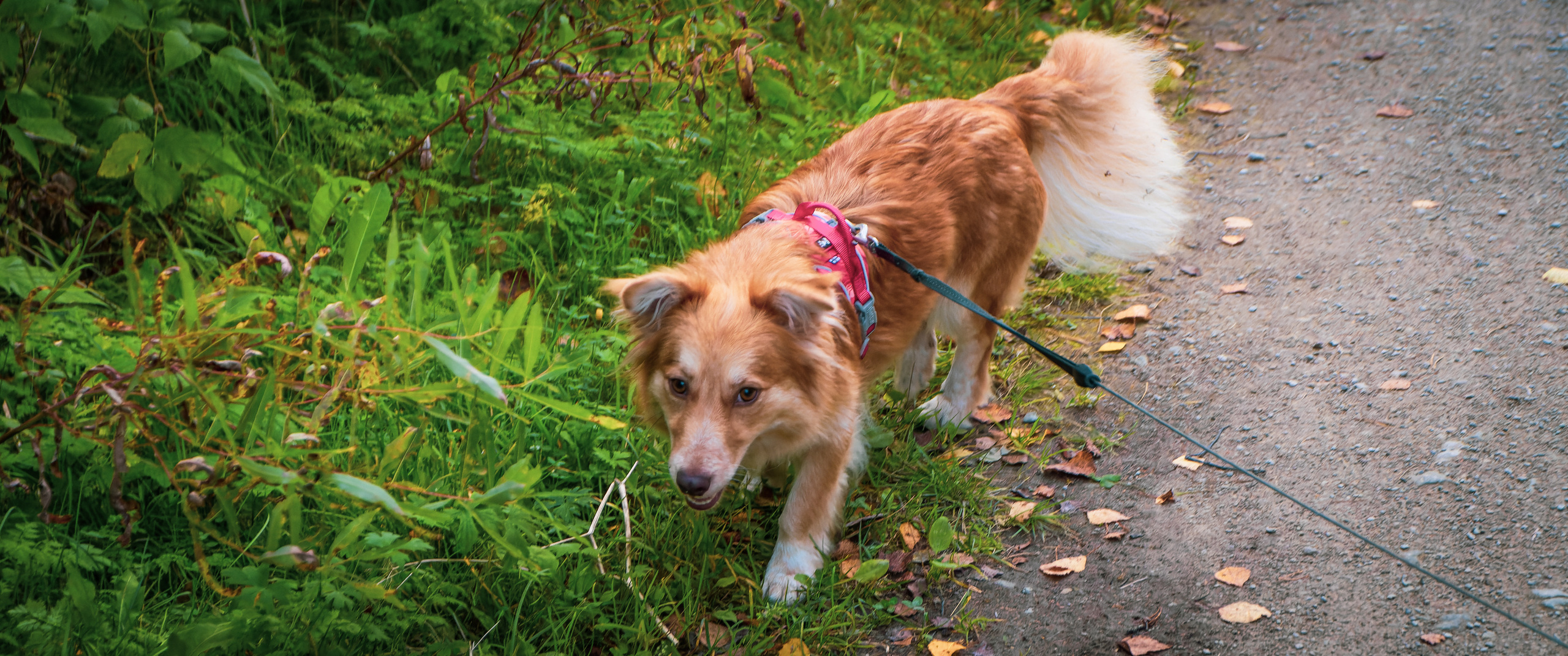 Koera Jalutamine. Nebula 25 — Fotod teie hingele