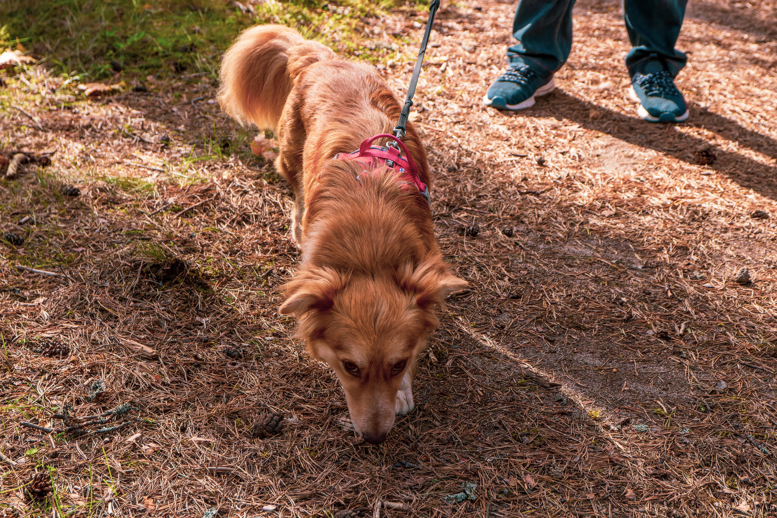 Koera Jalutamine. Nebula 25 — Fotod teie hingele