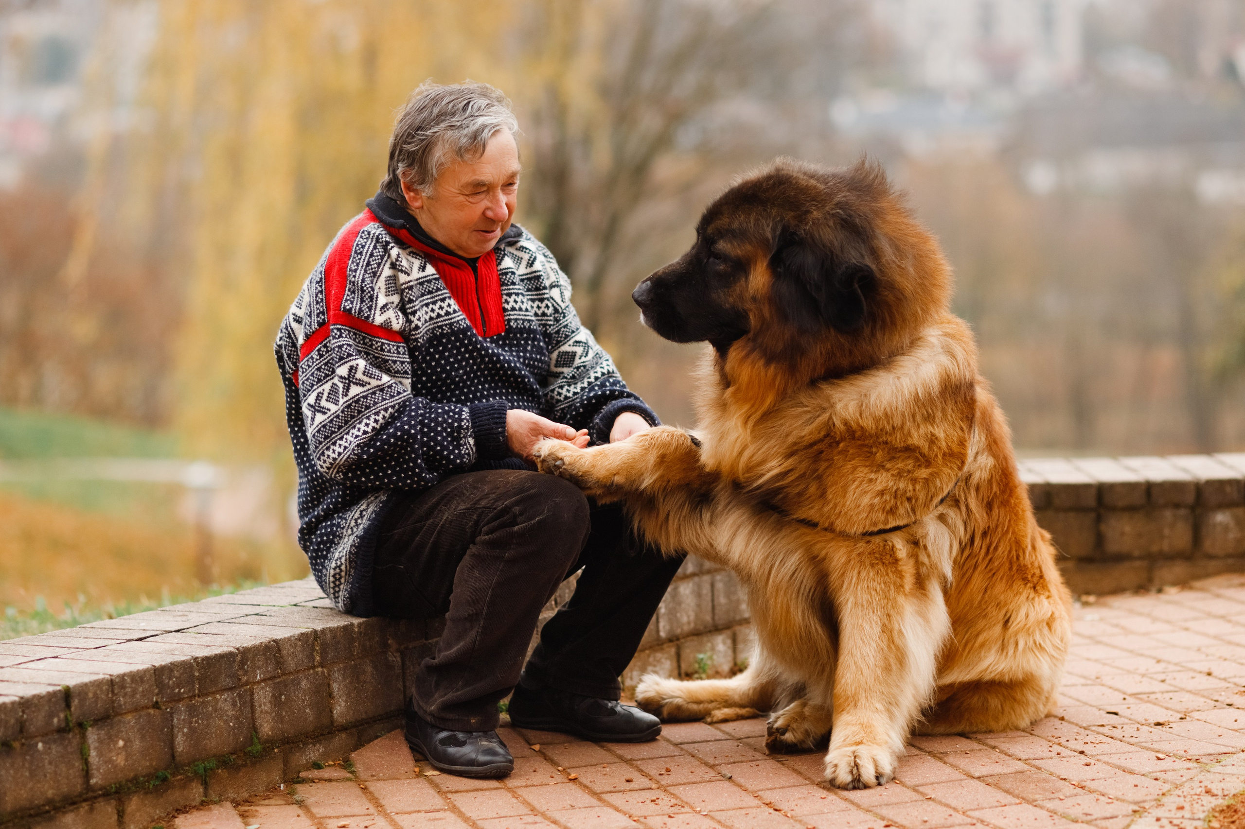 Leonbergers. Kaja | fotograf we Wrocławiu | ludzie i psy