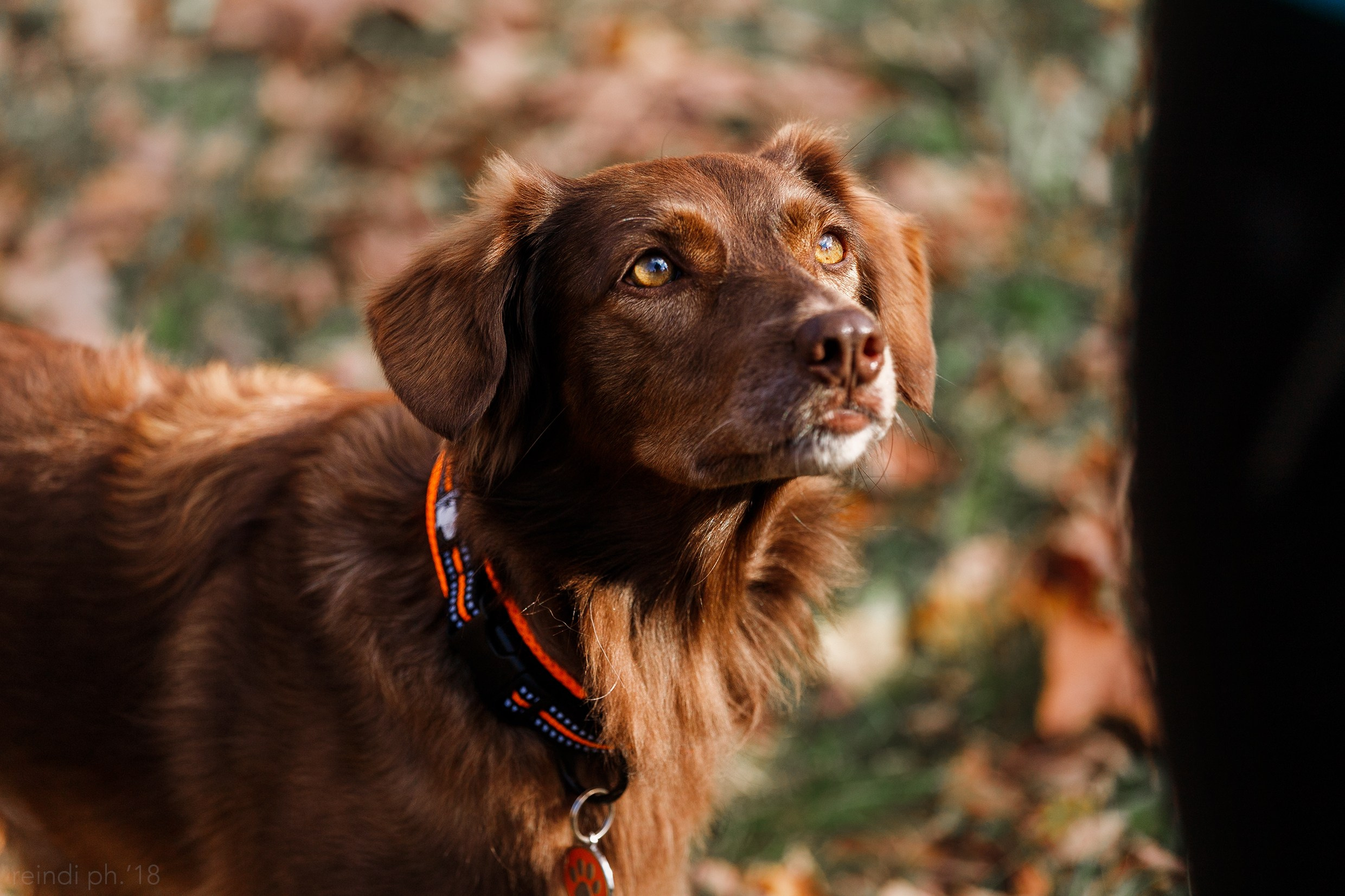 Frisbee and dog puller championship | autumn. Kaja | fotograf we Wrocławiu | ludzie i psy