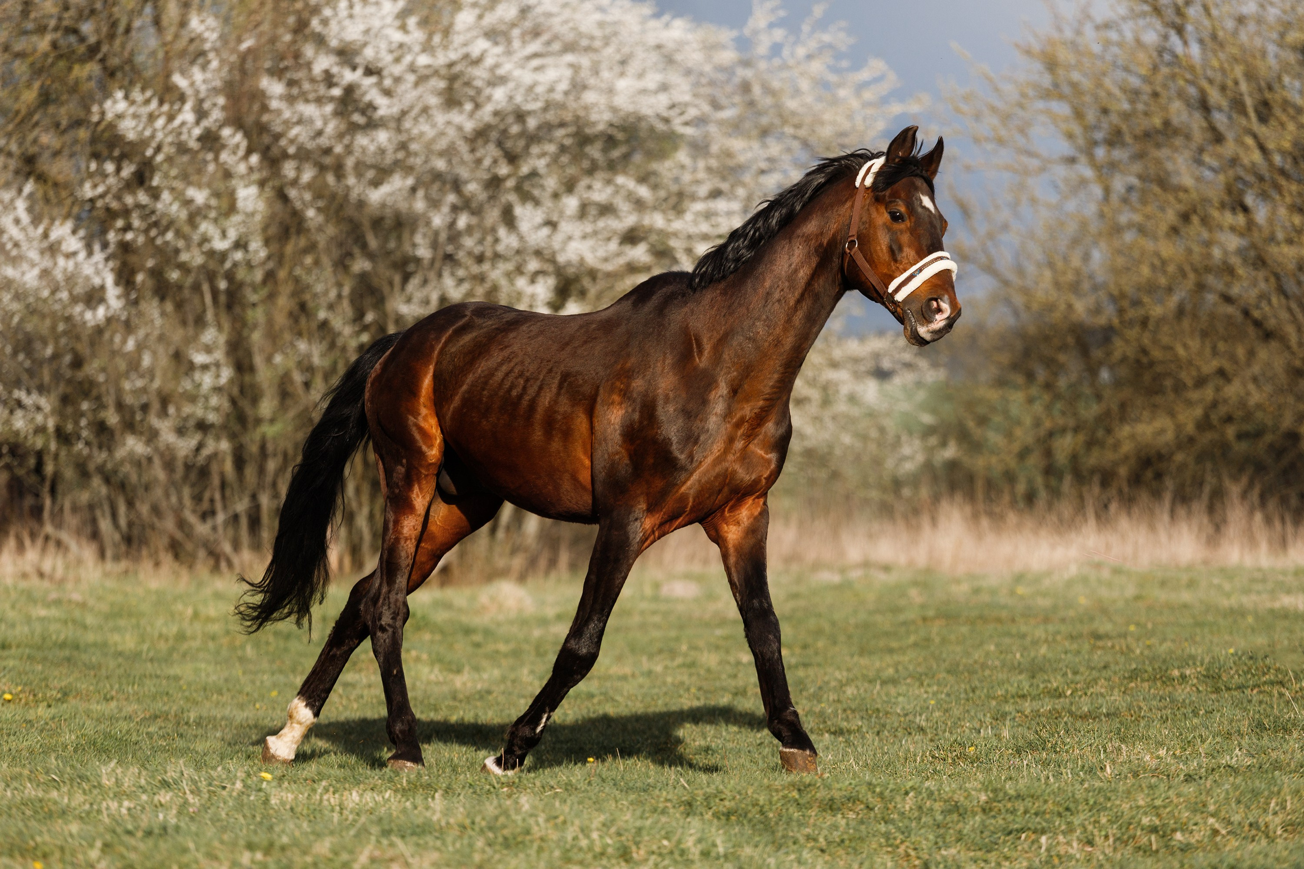 Vykup. Kaja | fotograf psów we Wrocławiu