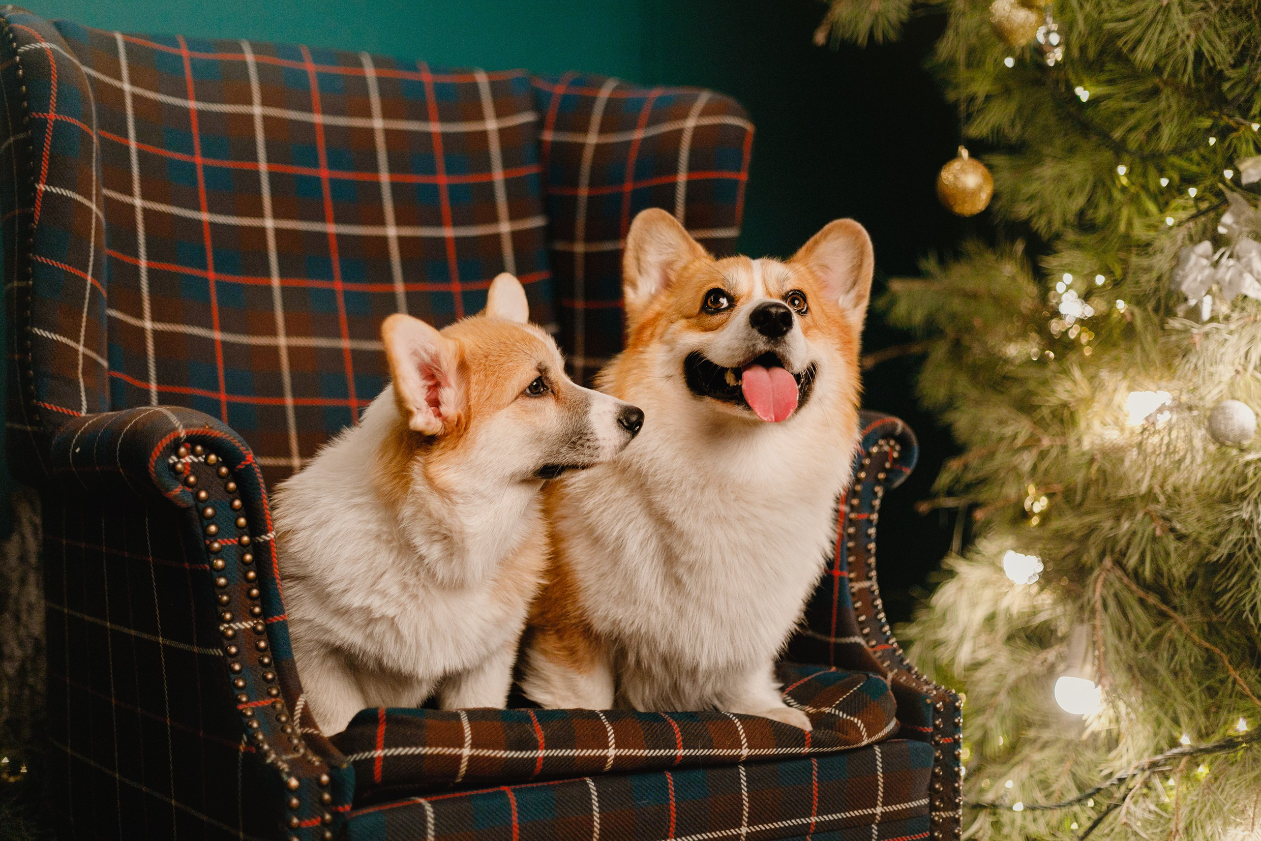 New Year corgis in studio. Kaja | fotograf we Wrocławiu | ludzie i psy