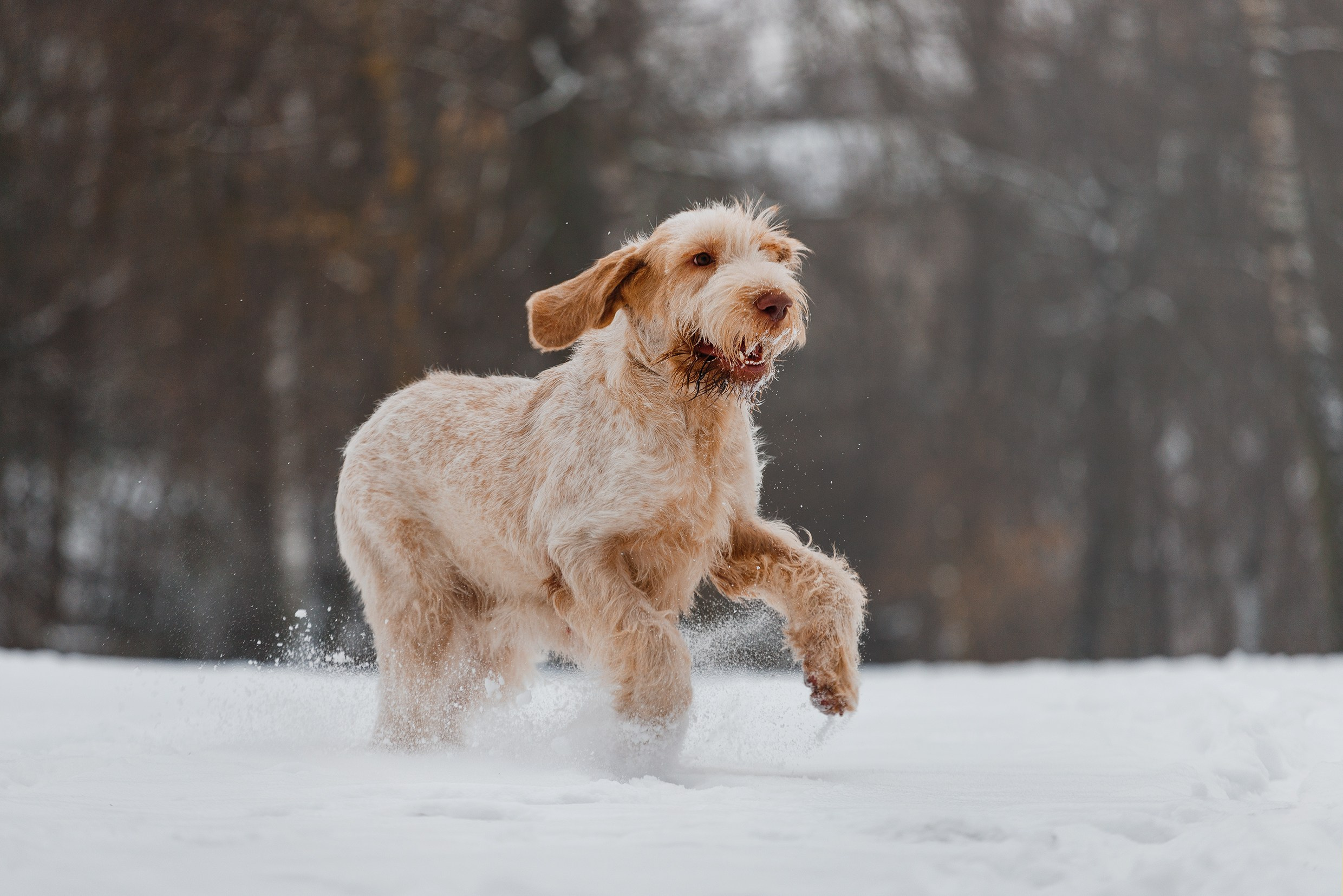 Kerry blue terrier & italian spinone. Kaja | fotograf we Wrocławiu | ludzie i psy