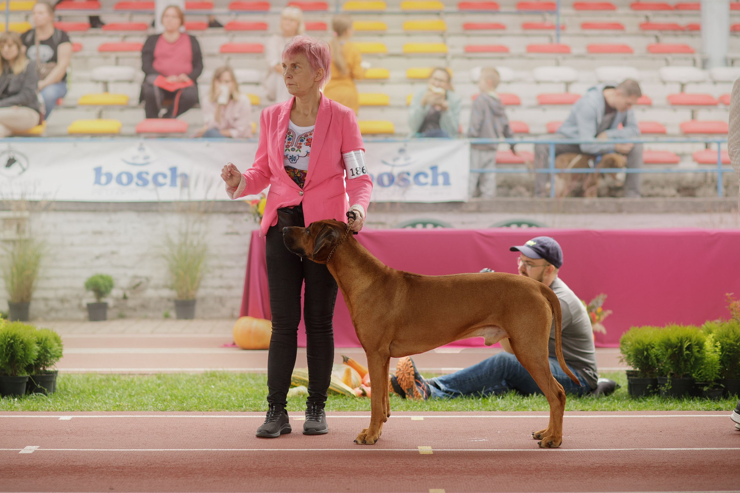 Dog shows | the best ones. Kaja | fotograf psów we Wrocławiu