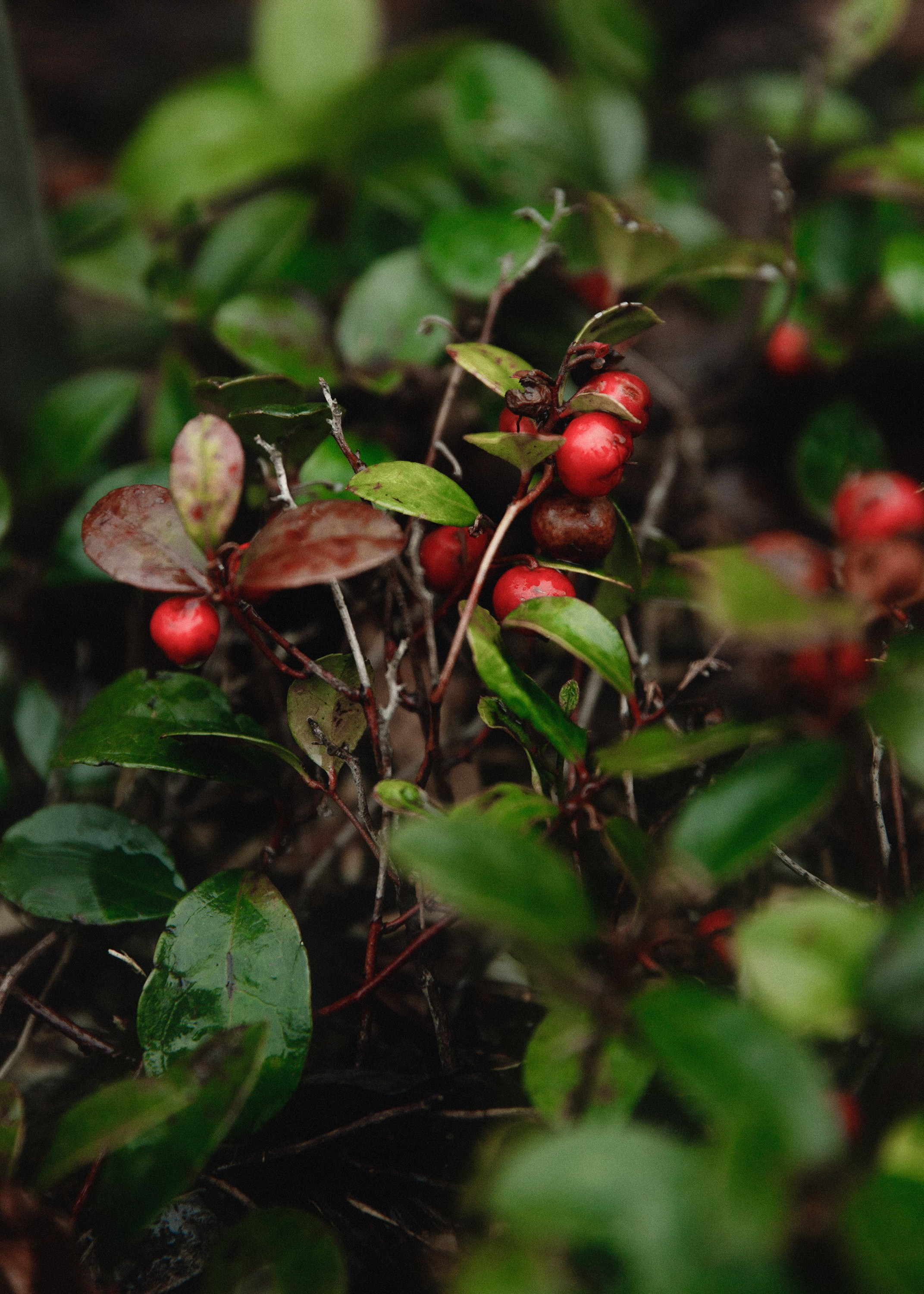 Botanical garden in Wroclaw. Kaja | fotograf we Wrocławiu | ludzie i psy
