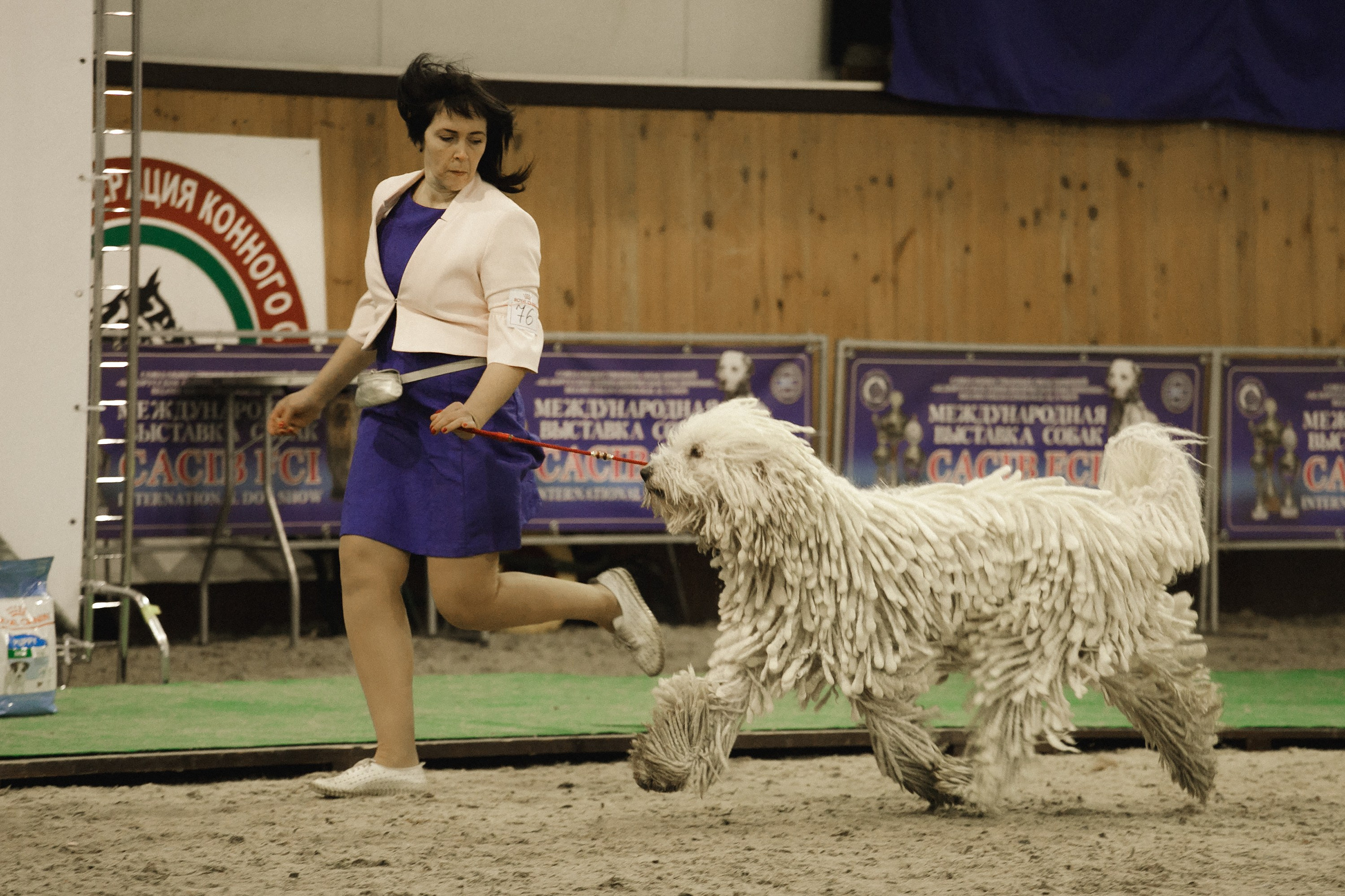 Dog shows | the best ones. Kaja | fotograf psów we Wrocławiu
