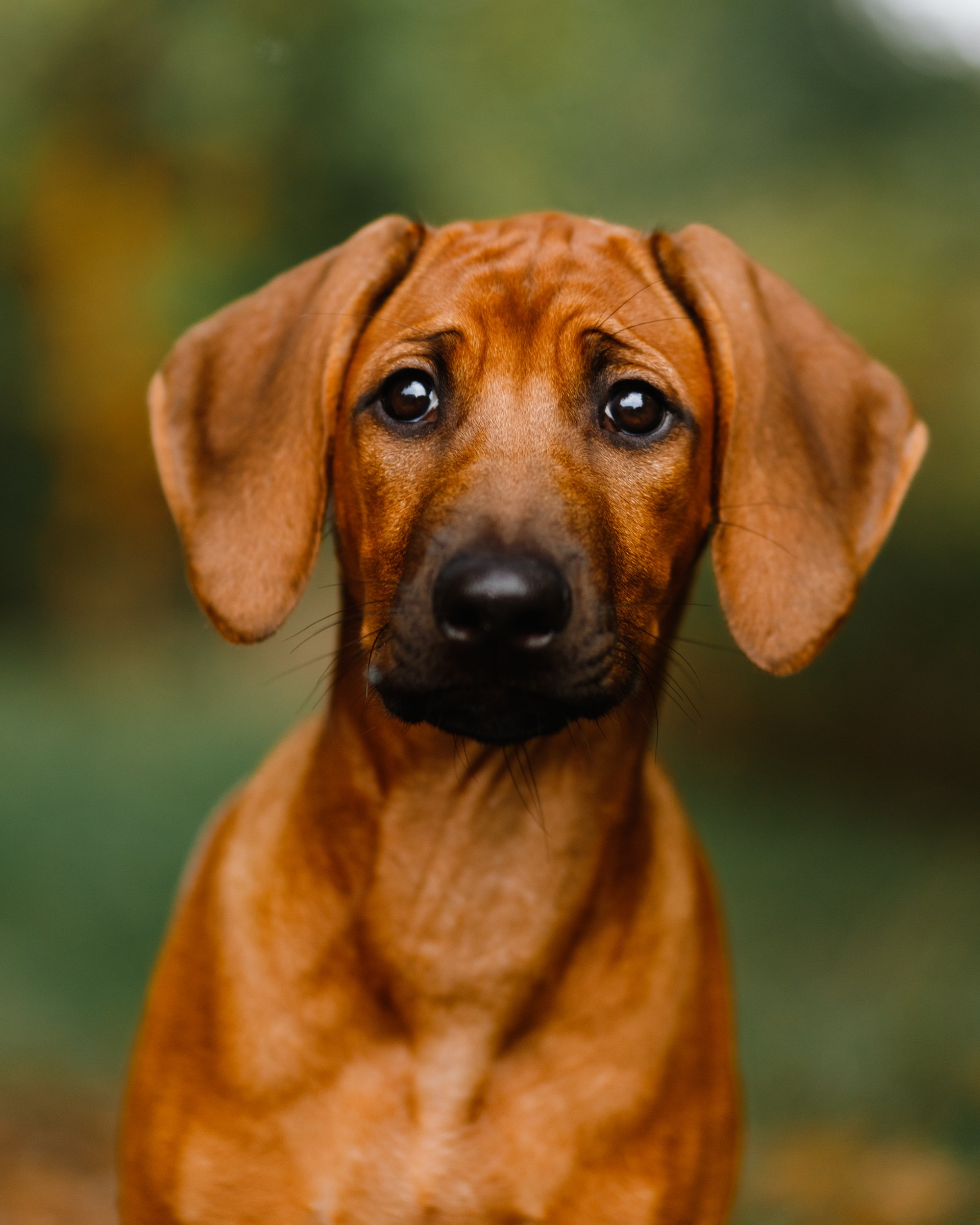 Dog shows | the best ones. Kaja | fotograf psów we Wrocławiu