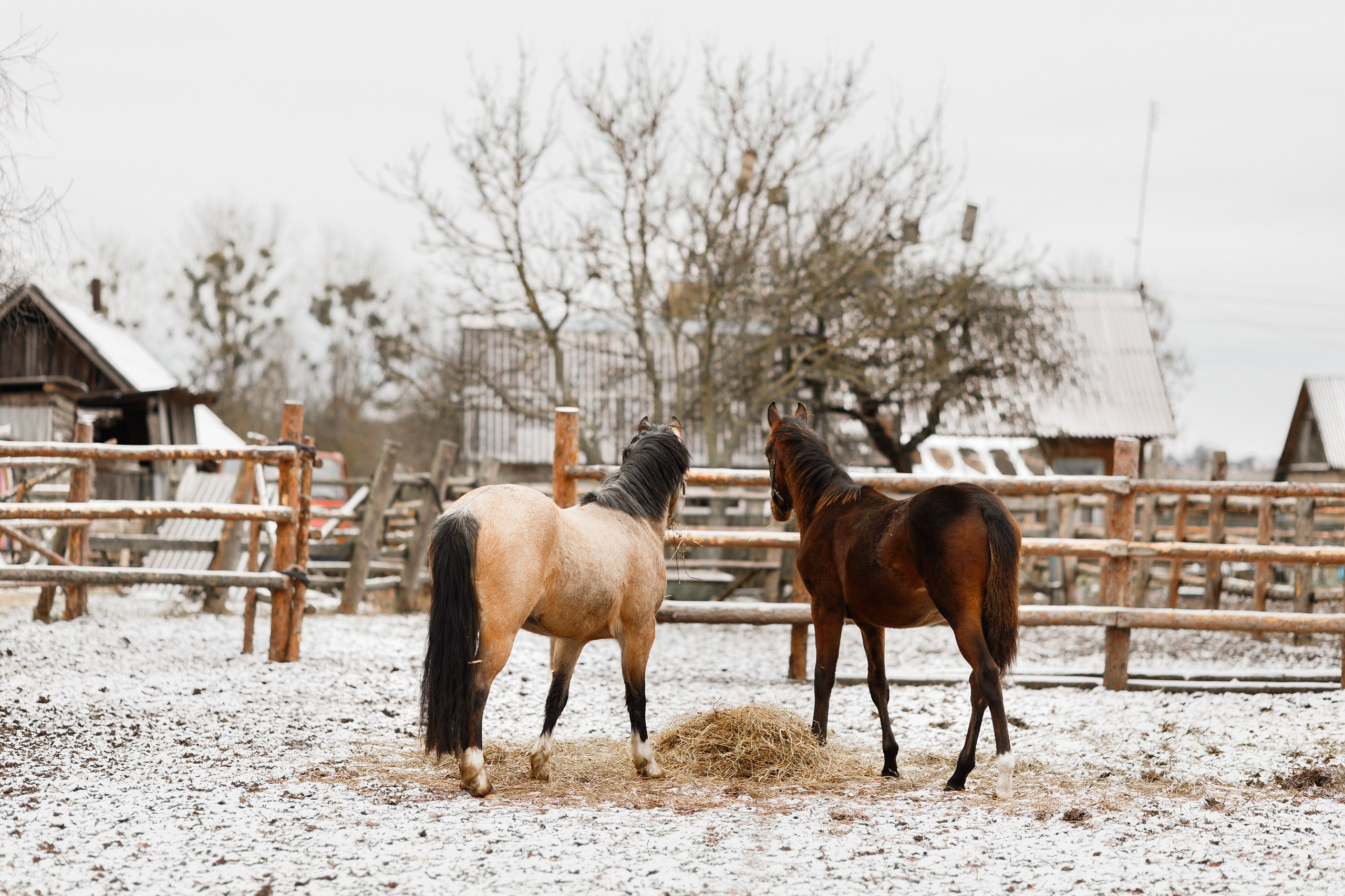 Winter stable. Kaja | fotograf psów we Wrocławiu