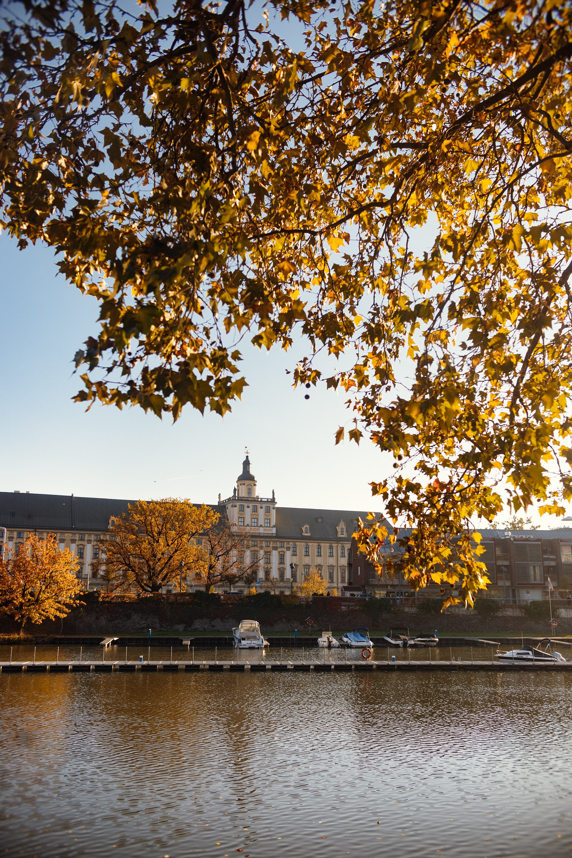 Wroclaw | the best ones. Kaja | fotograf psów we Wrocławiu