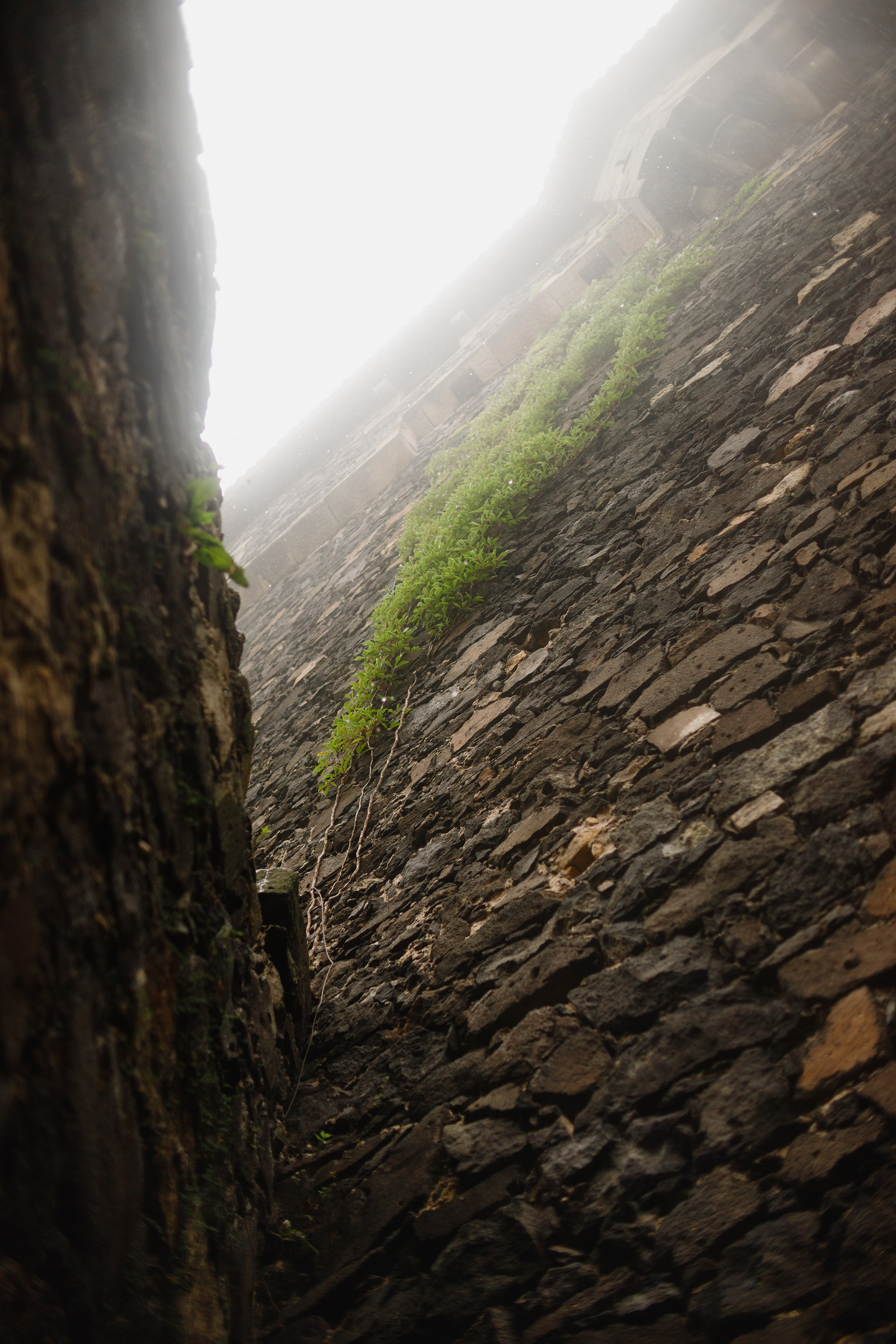 Zamek Grodziec. Kaja | fotograf psów we Wrocławiu