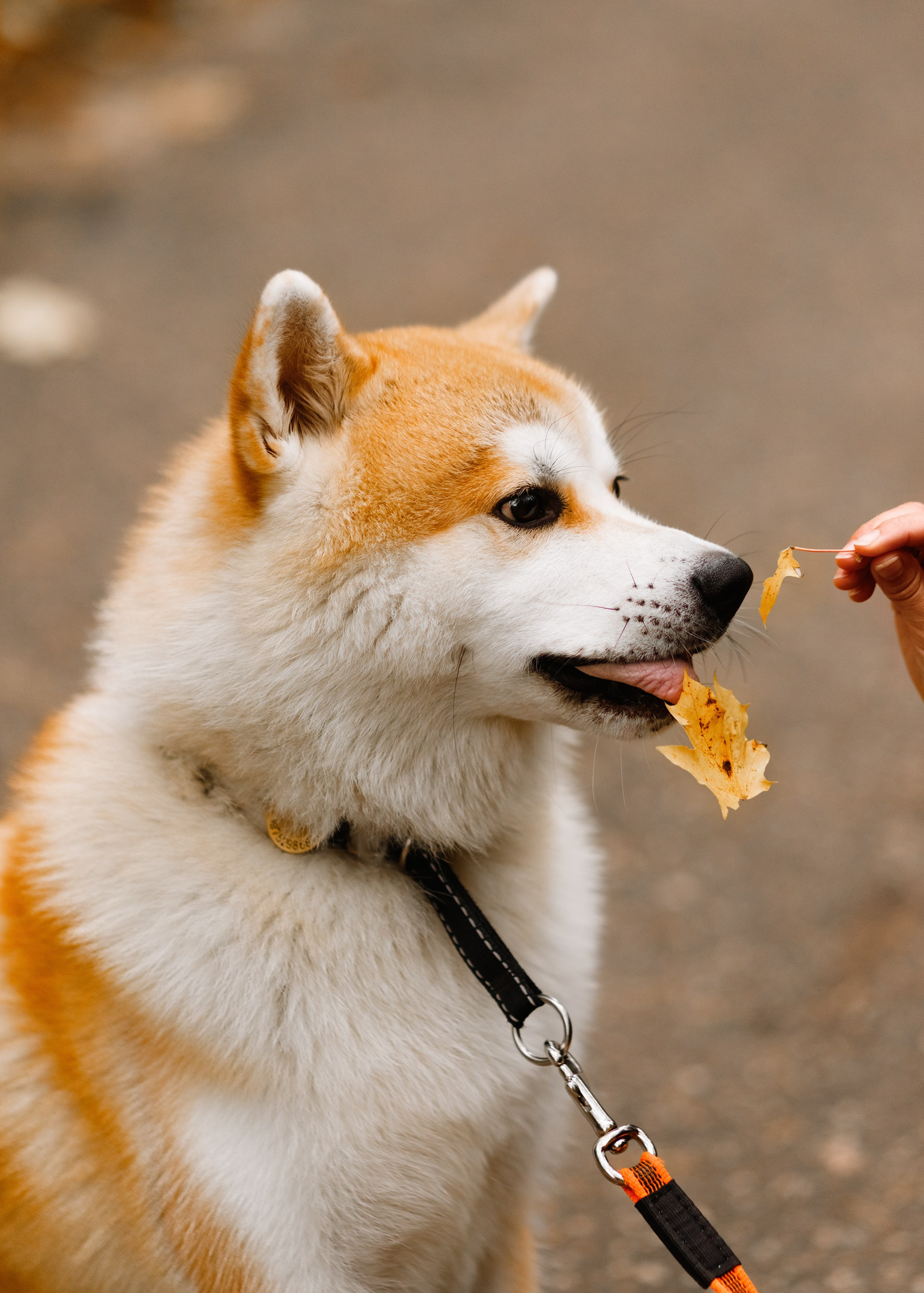 Maria & Kenji. Kaja | fotograf we Wrocławiu | ludzie i psy