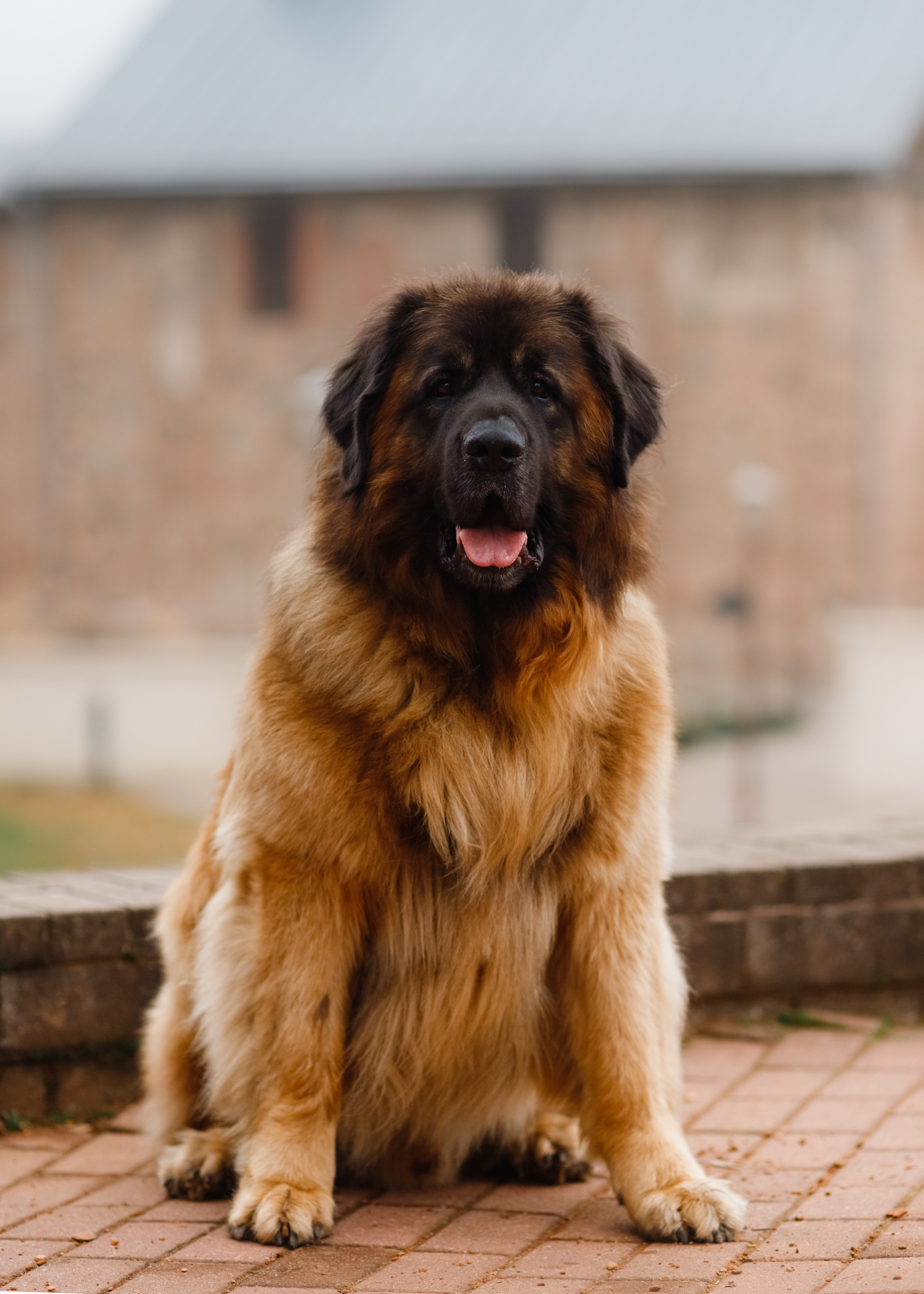 Leonbergers. Kaja | fotograf we Wrocławiu | ludzie i psy