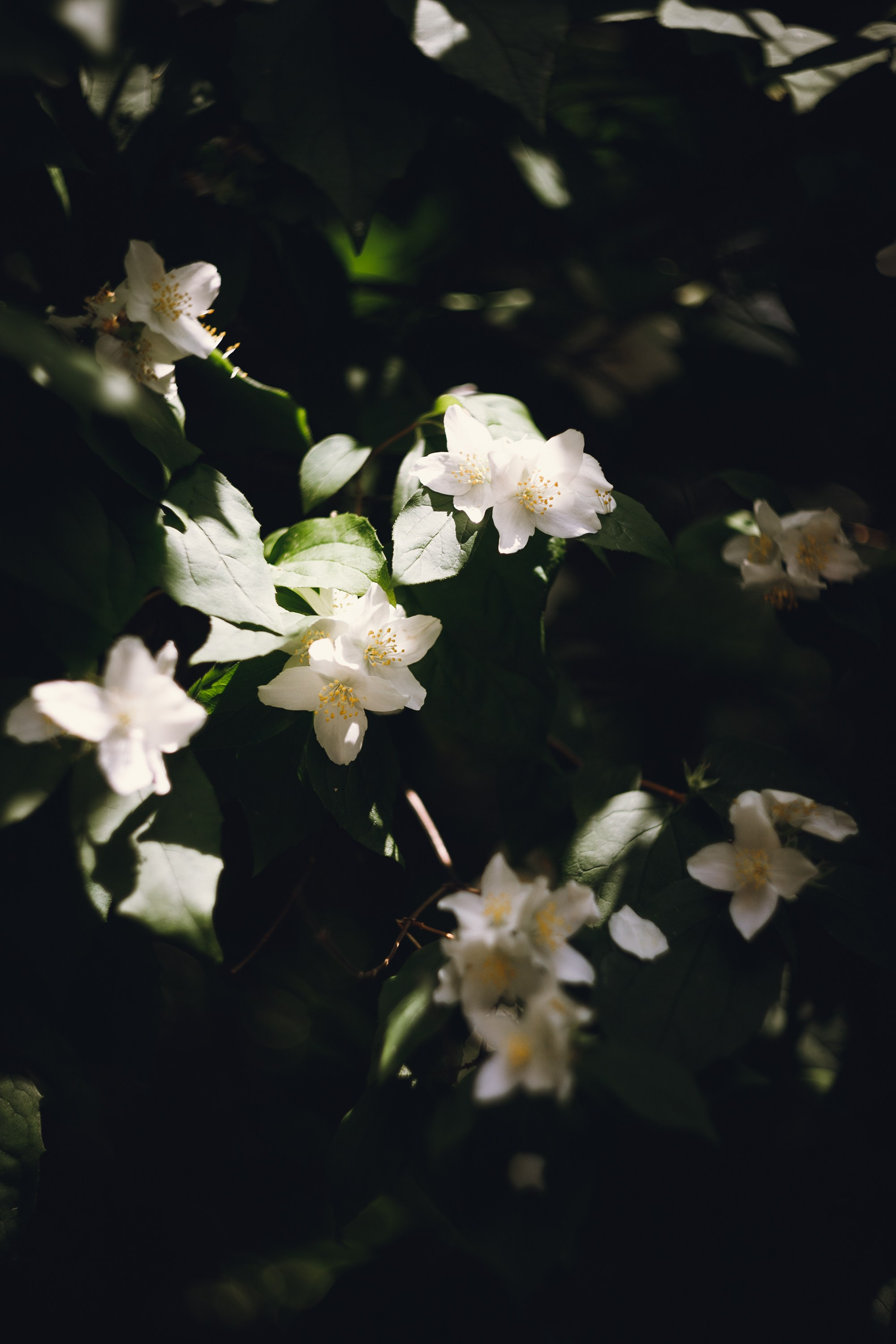 Krakow. Kaja | fotograf psów we Wrocławiu