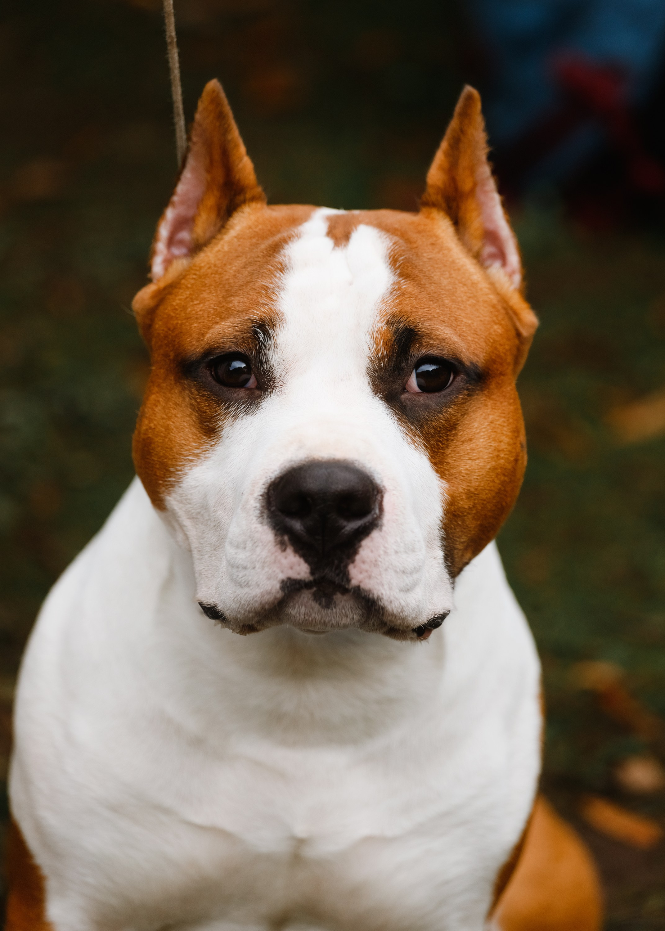 «Argus» dog show in Brest. Kaja | fotograf we Wrocławiu | ludzie i psy