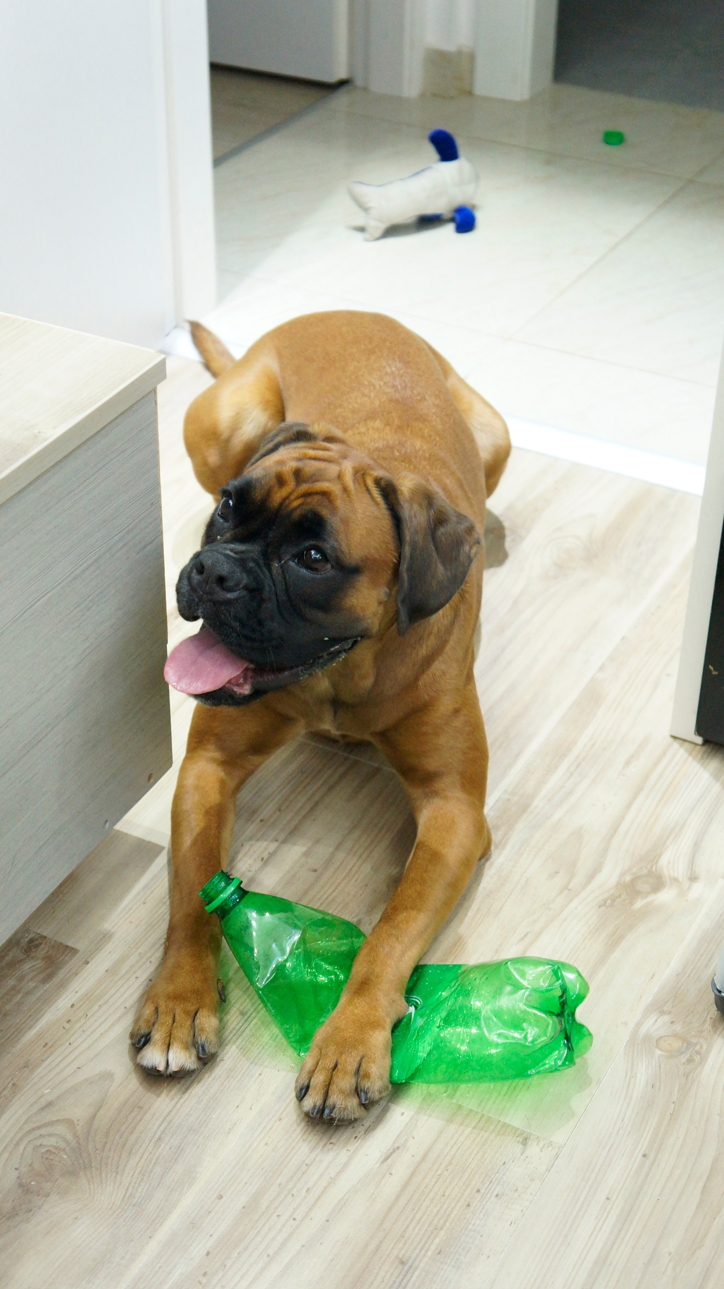 My ״Star״ Boxer Dog