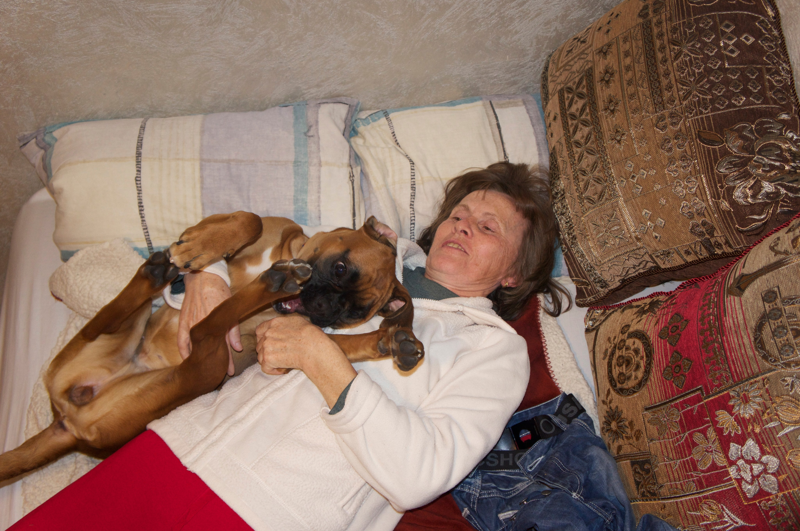 My ״Star״ Boxer Dog