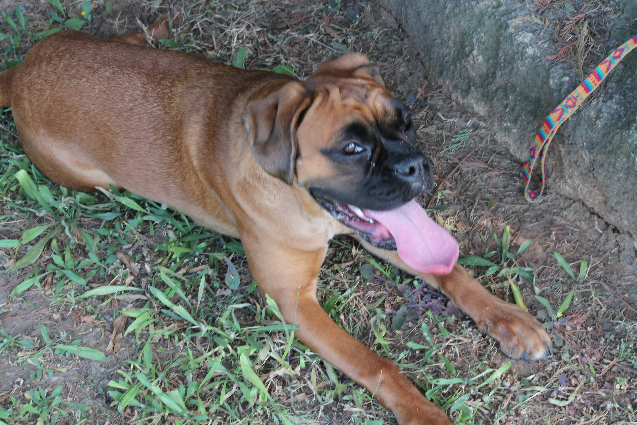 My ״Star״ Boxer Dog