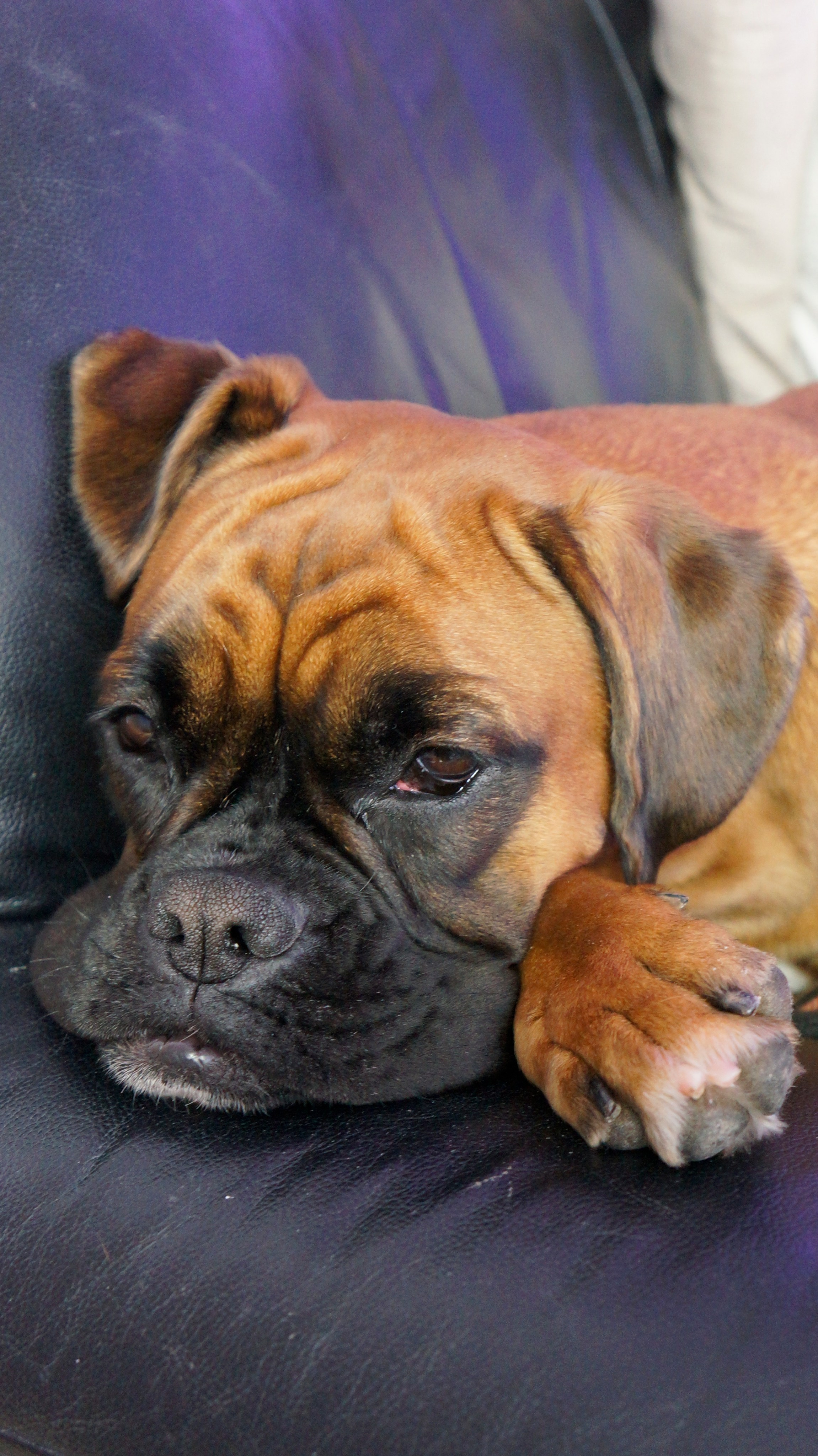 My ״Star״ Boxer Dog