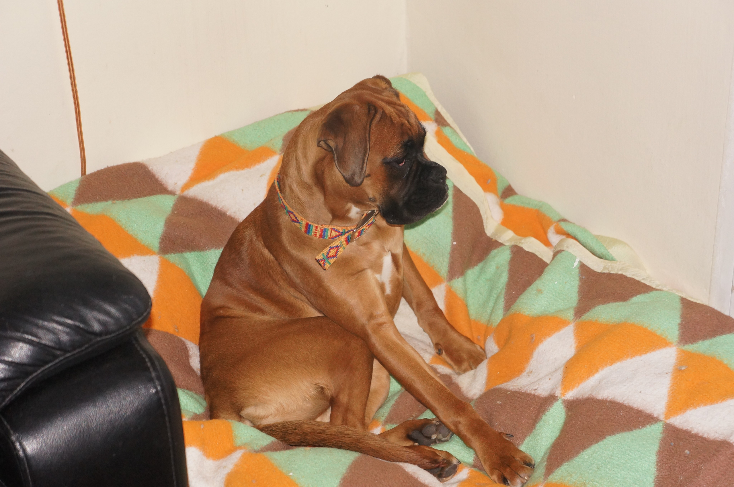 My ״Star״ Boxer Dog