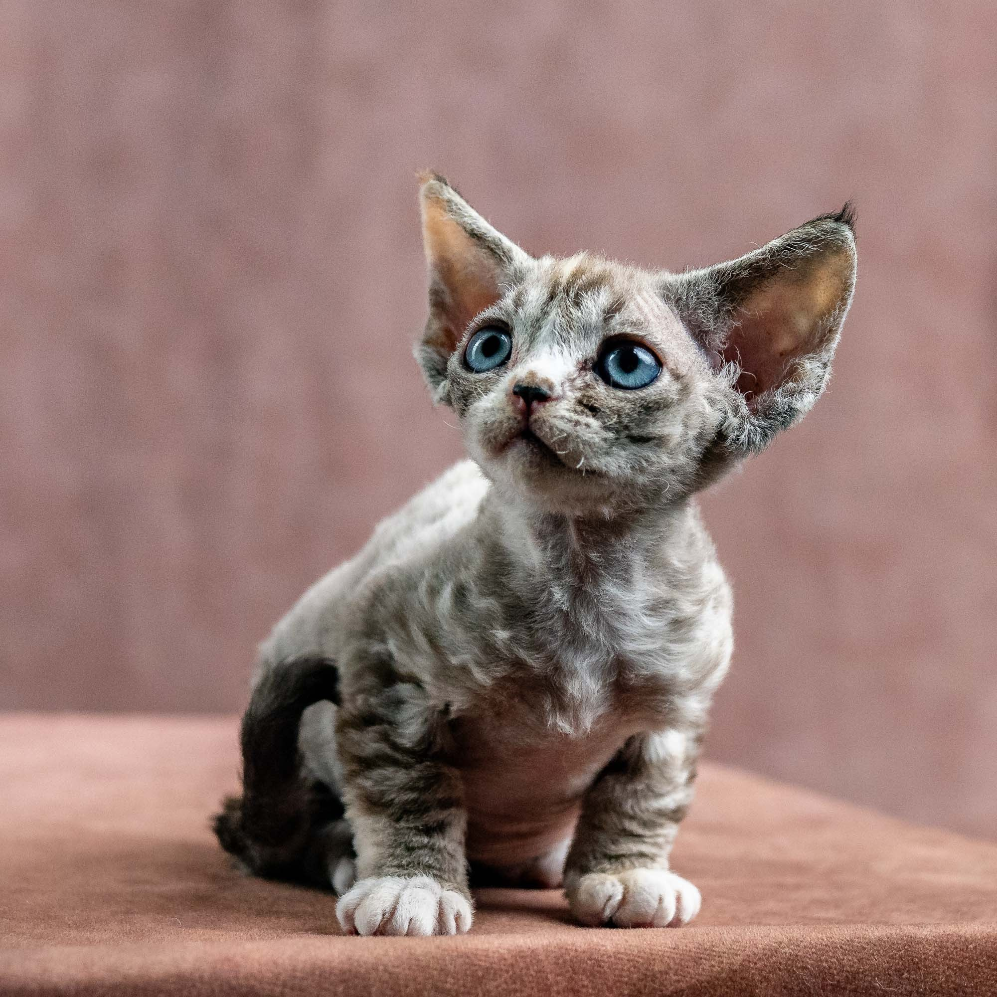 Kasia,  girl, born 07.02.2025. Devon Rex Pixie Cattery