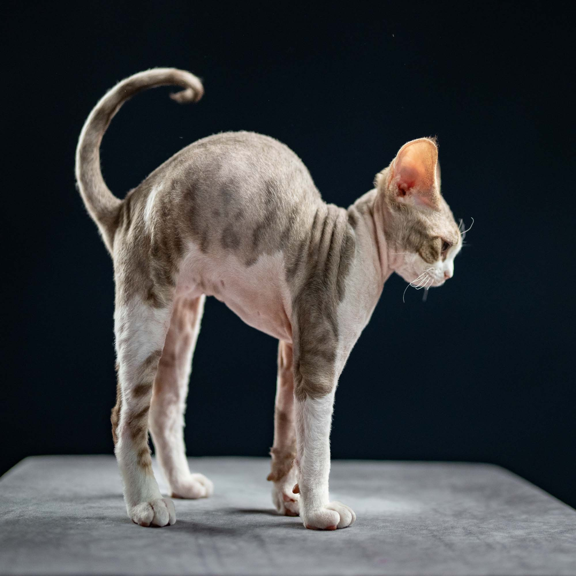 Hugo, boy, born 04.20.25. Devon Rex Pixie Cattery